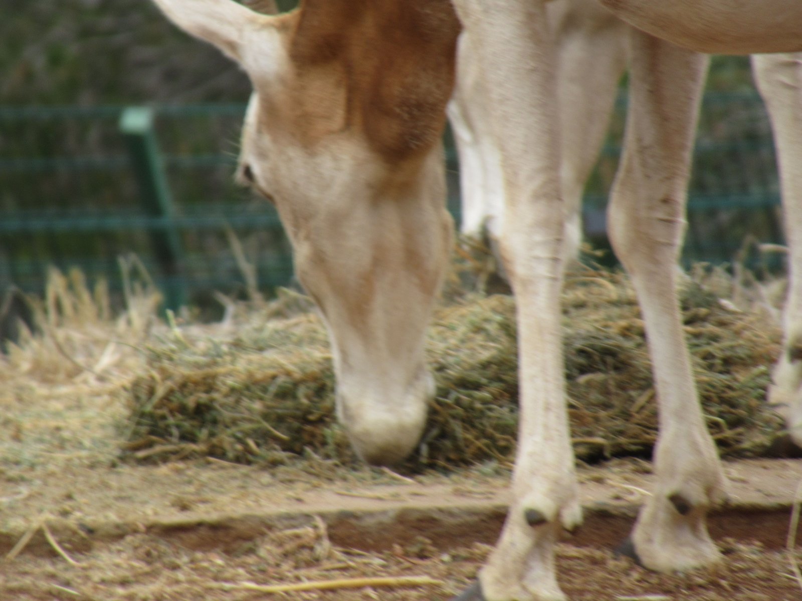 Oryx algazelle broutant de l'herbe au zoo de Rabat au Maroc