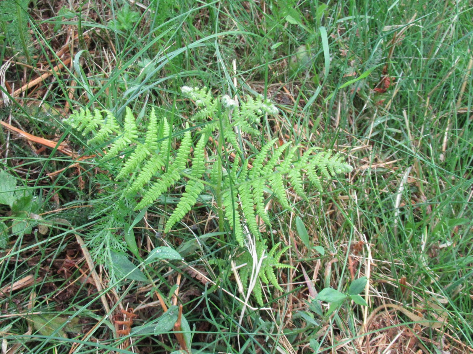 Jeune pousse de fougère aigle