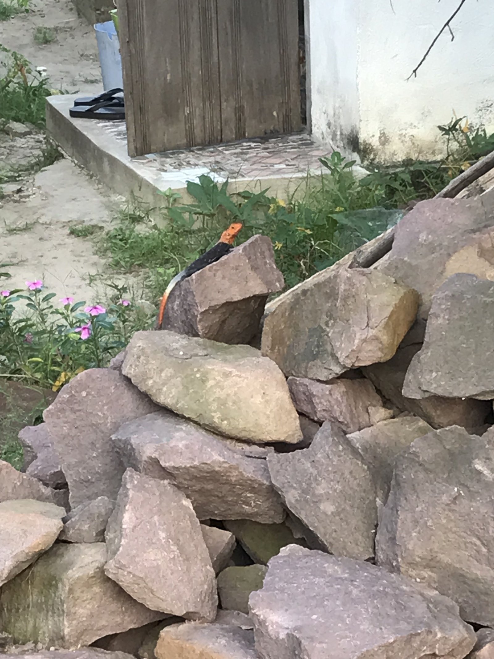 Un lézard photo gratuite