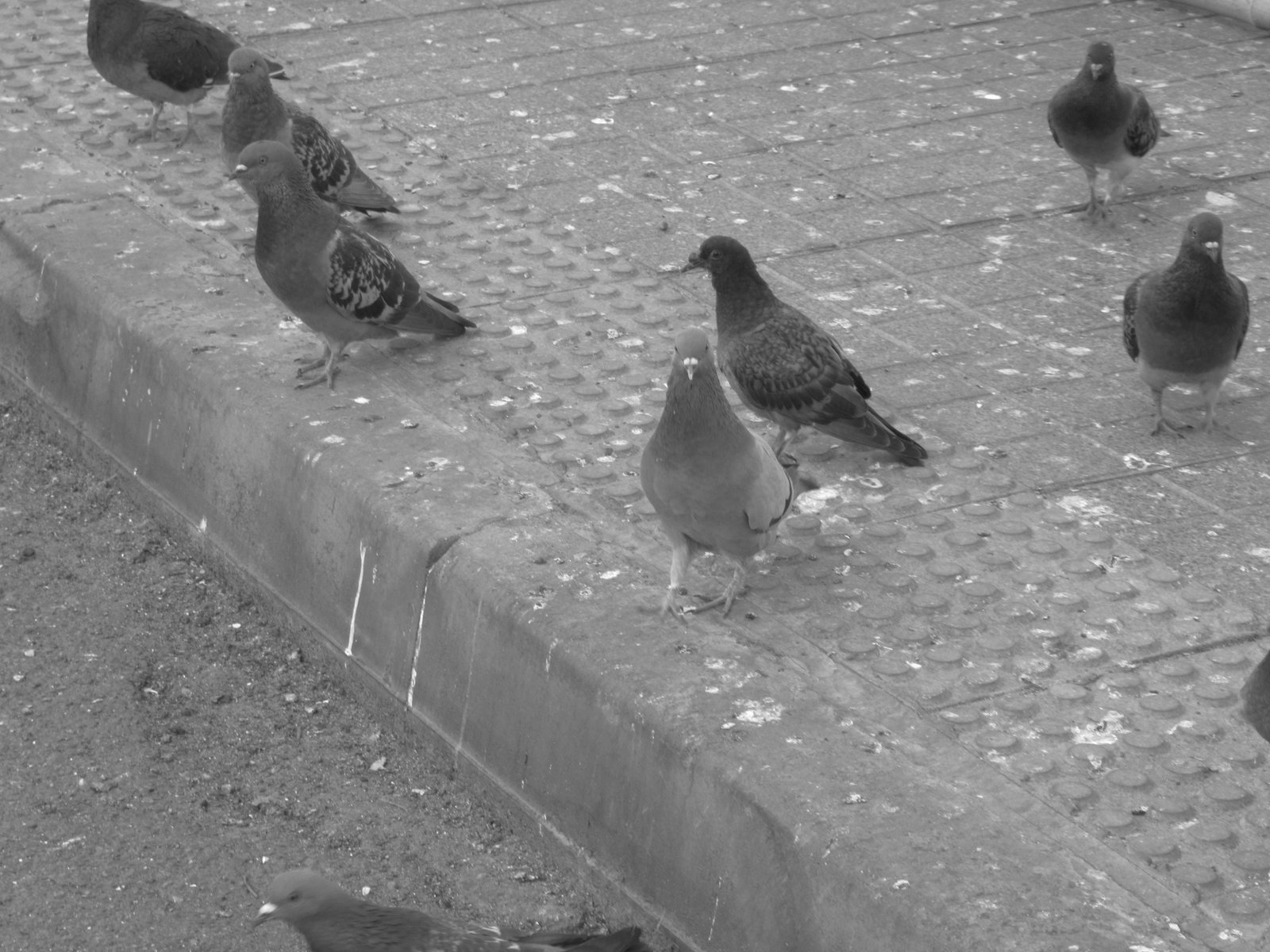 Trottoir des pigeons photo gratuite