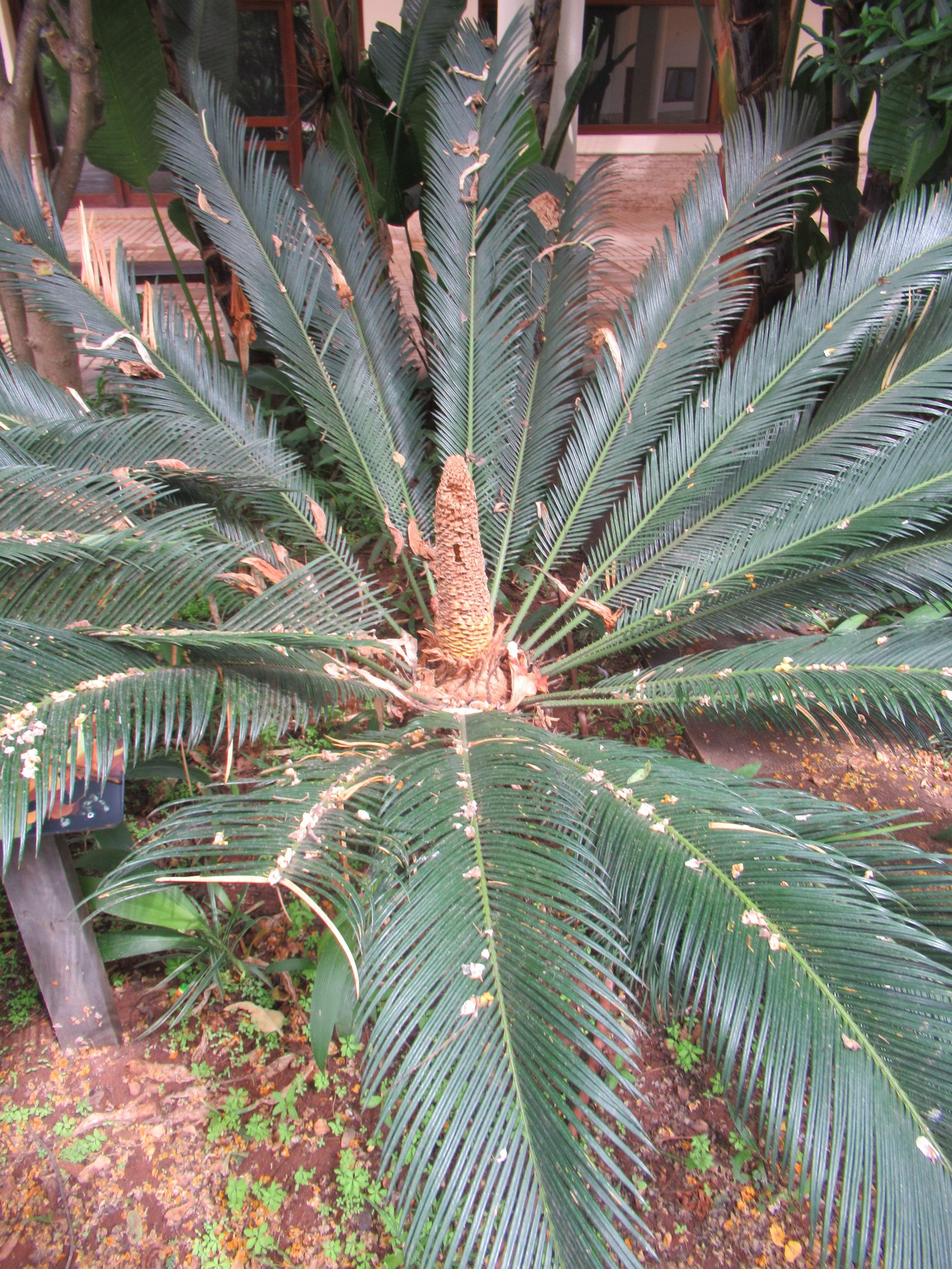 Plantation de cycas au zoo de Rabat au Maroc