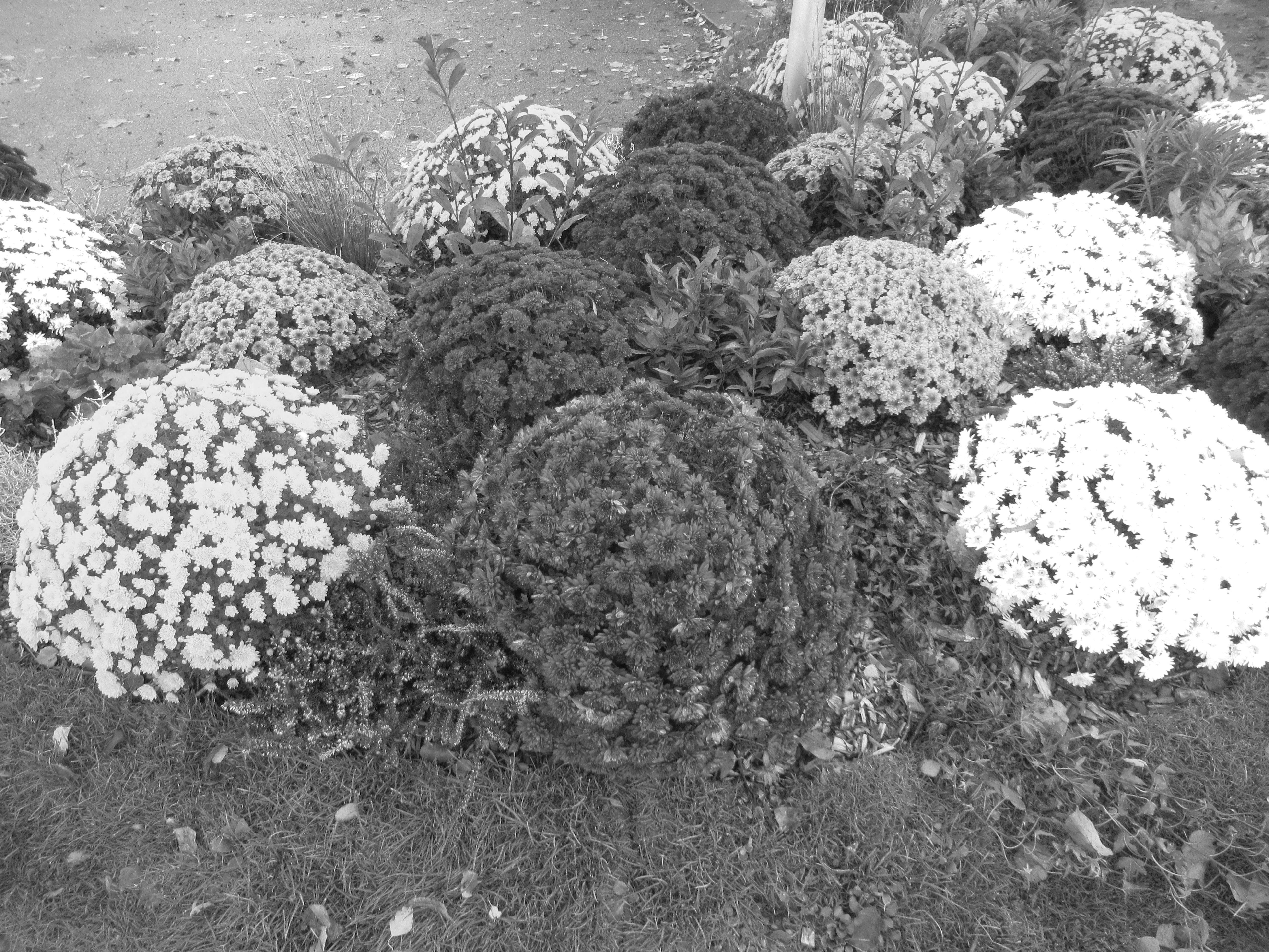 Buisson de fleurs de Chrysanthèmes multicolores
