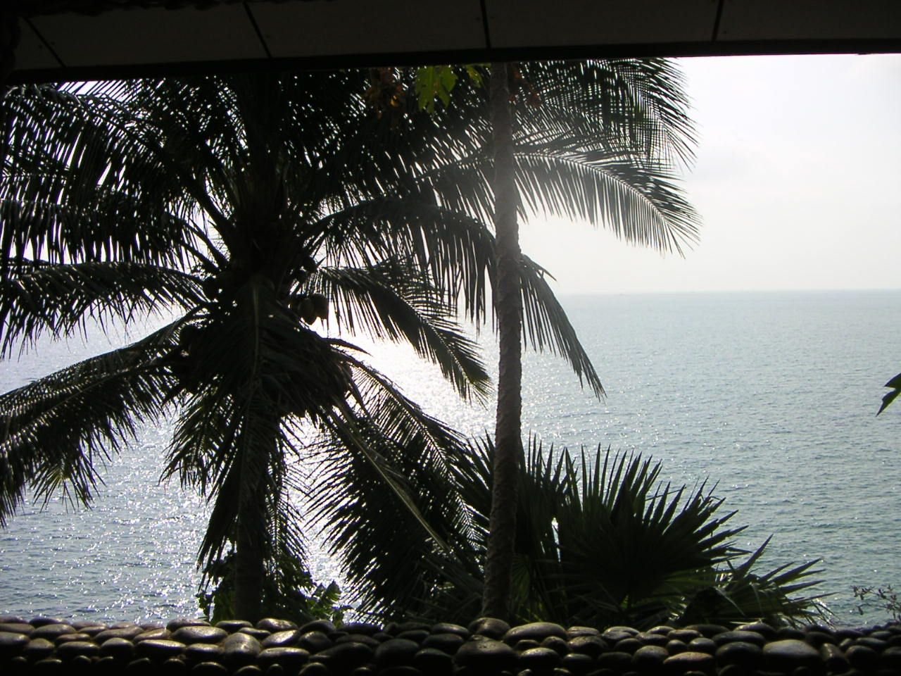 Un paysage marin avec des palmiers, photo gratuite