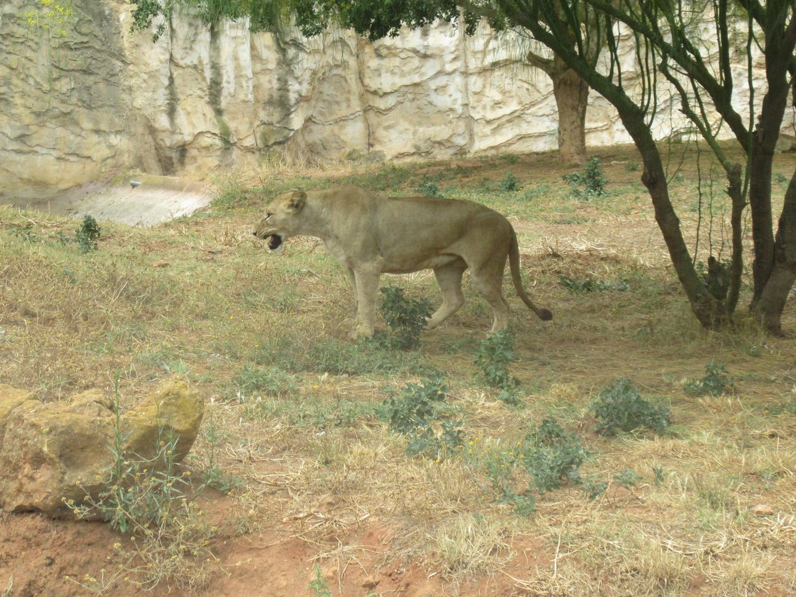 Panthère Atrox du zoo de Rabat au Maroc