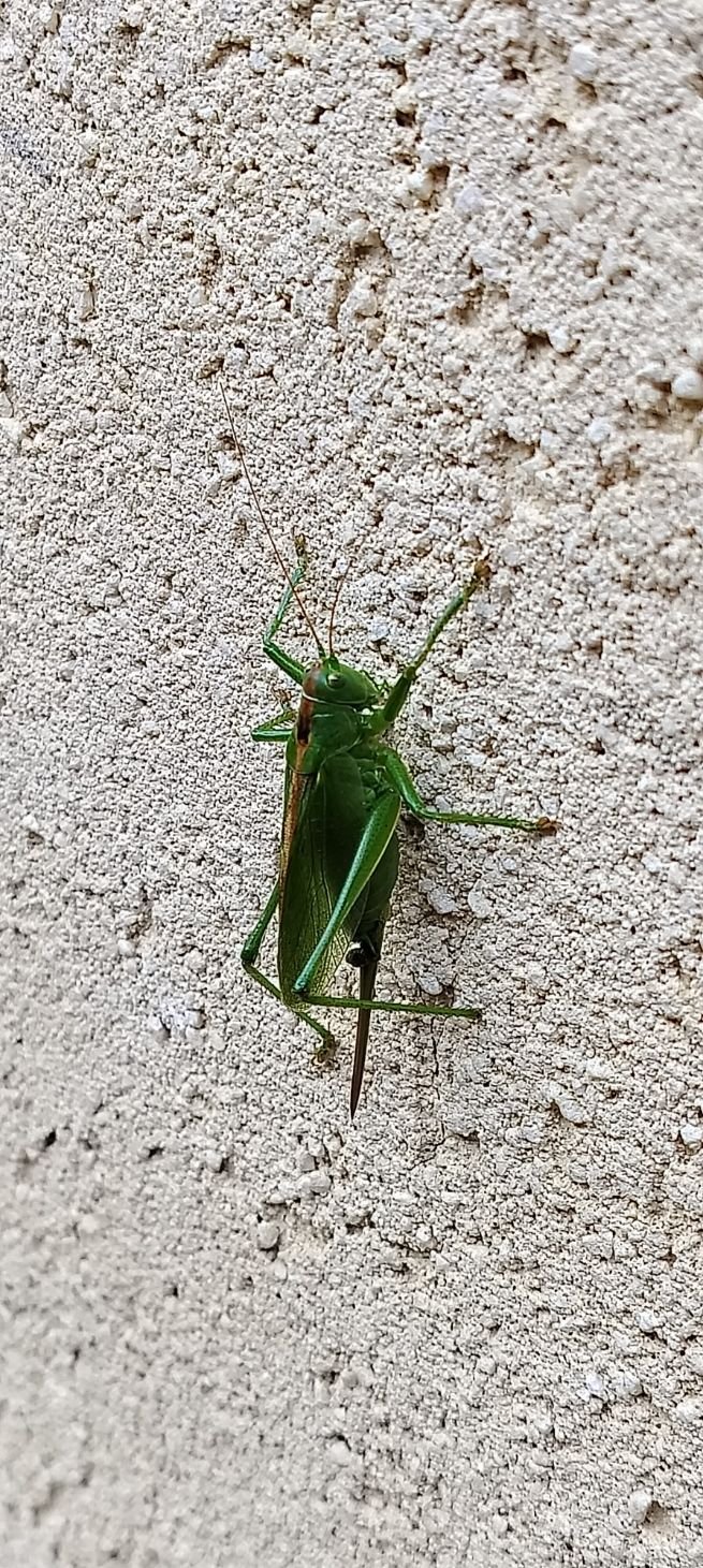 Grande sauterelle verte