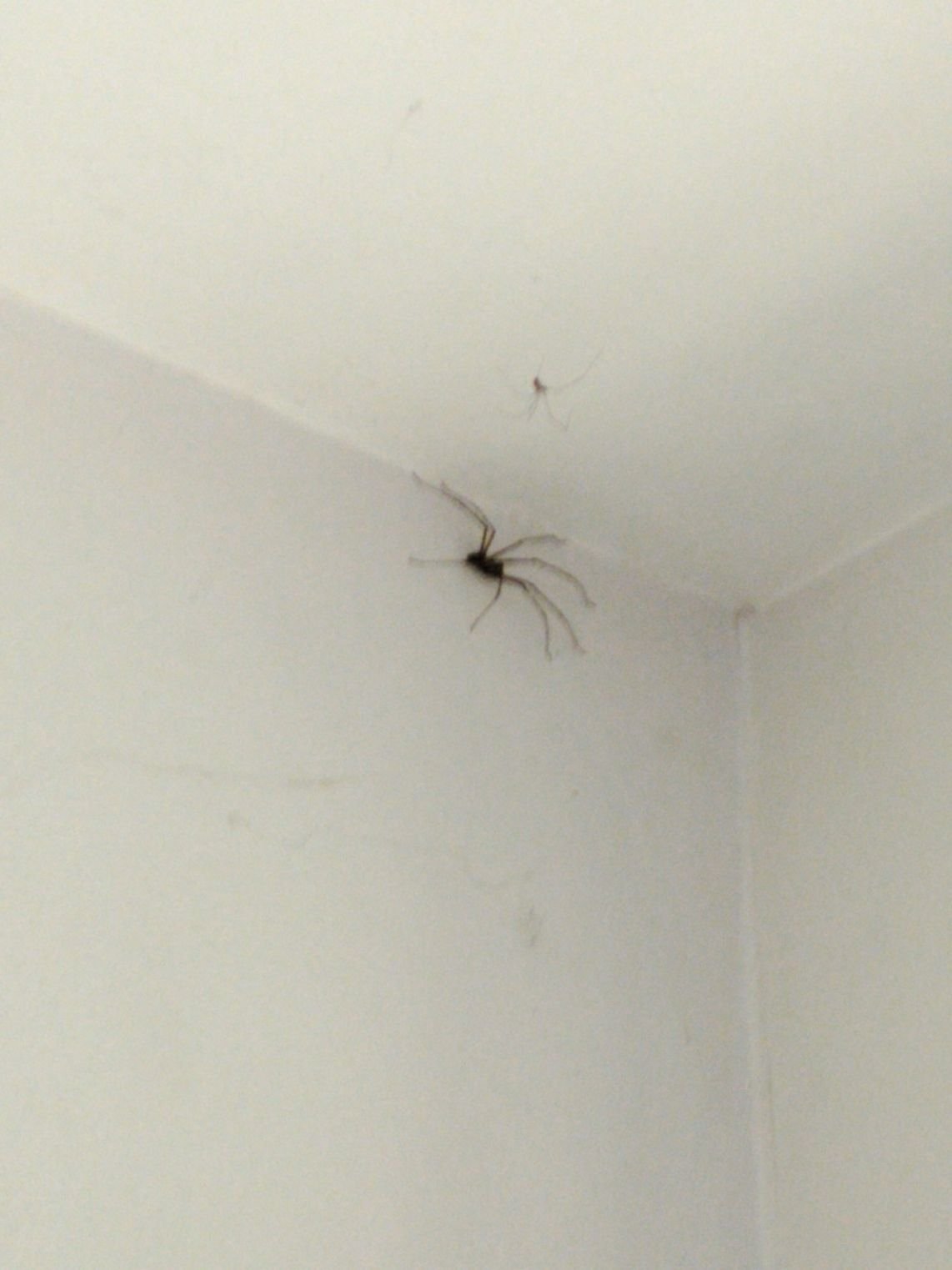 Une araignée, photo gratuite