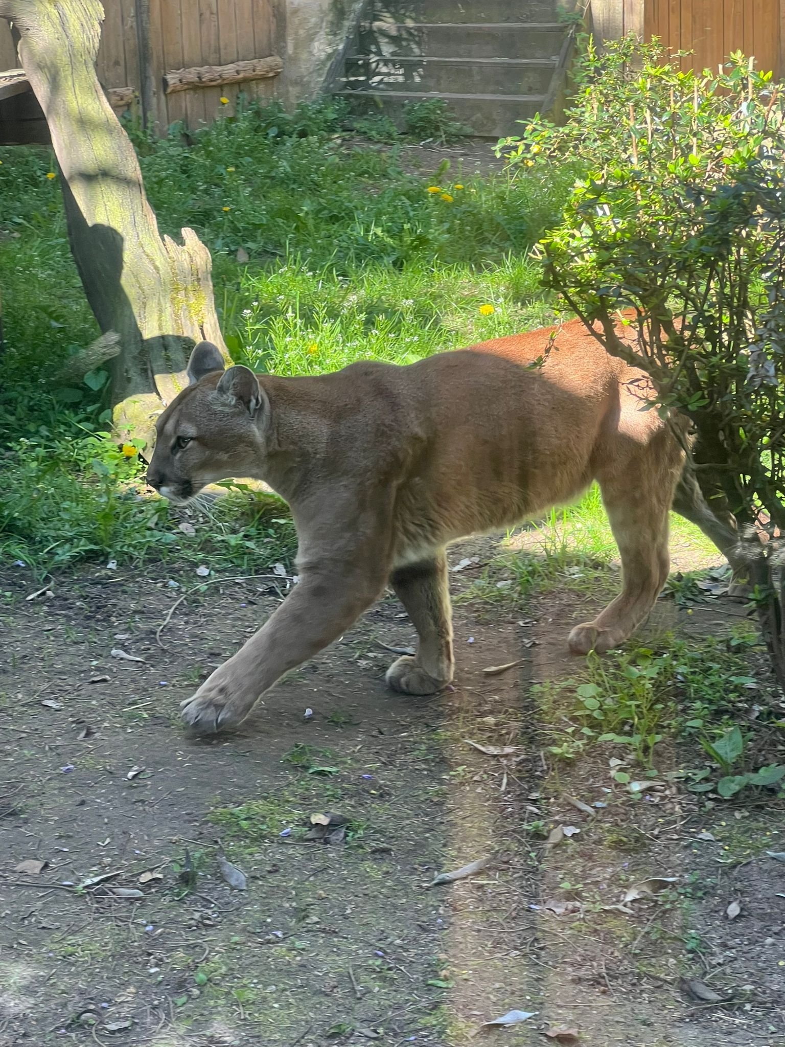 Puma, Zoo d'Amneville, Moselle, Lorraine, photo gratuite