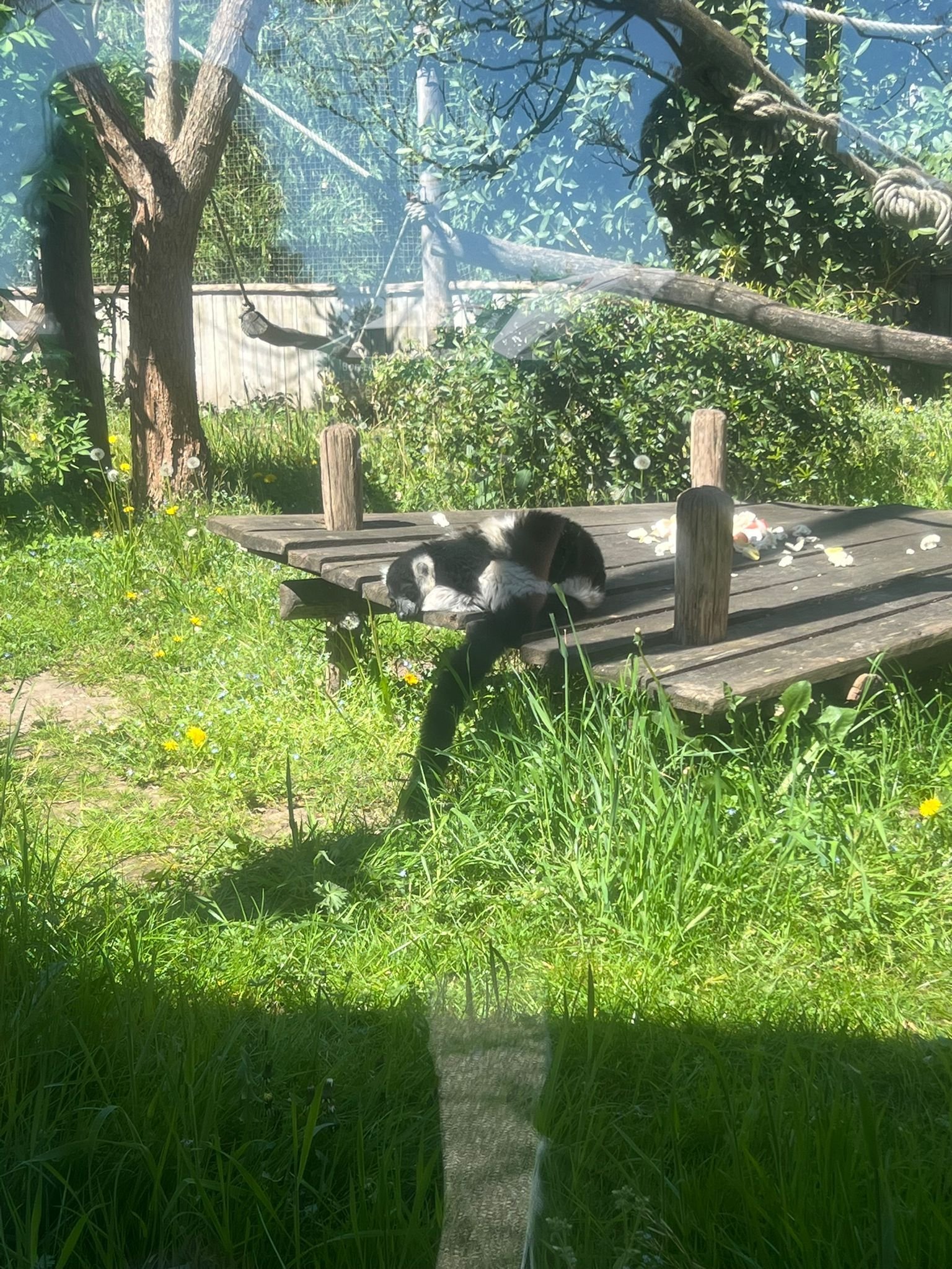 Vari, un lémurien , Zoo d'Amneville, Moselle, Lorraine, photo gratuite