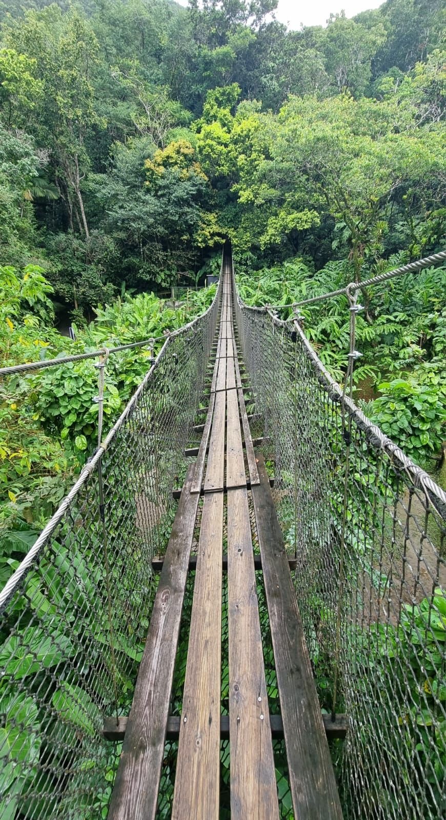 Pont suspendu au cœur d'une forêt tropicale photo gratuite