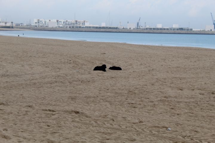 Chiens noirs reposant sur la plage photo gratuite