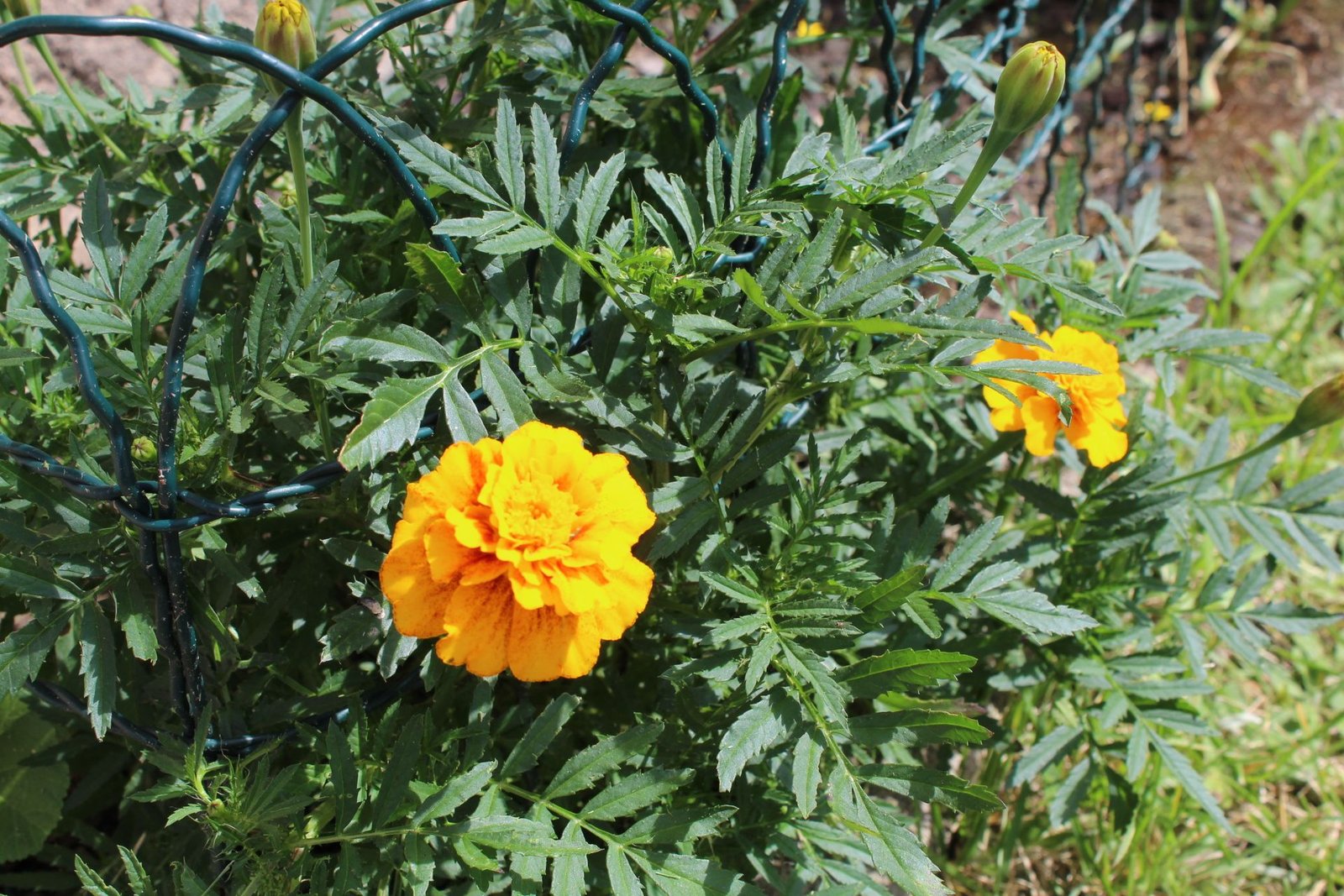 Oeillet d'Inde, Rose d'Inde jaune