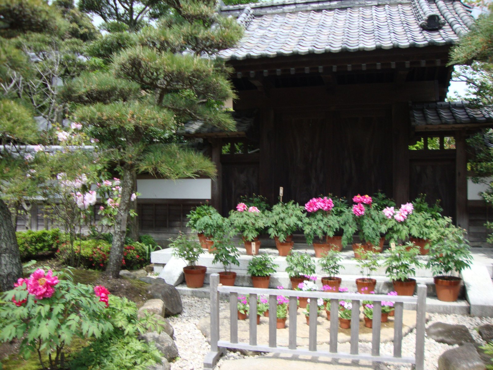 Les pots de fleurs dans un jardin du temple japonais, Asie photo gratuite