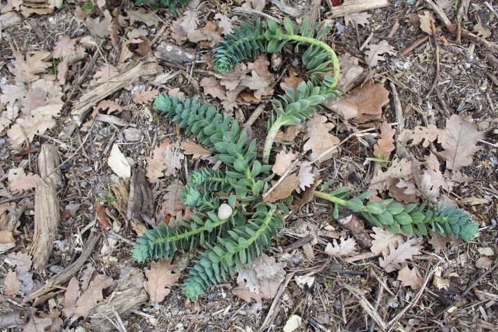 Une Euphorbia myrsinites, une plante vivace rampante, photo gratuite