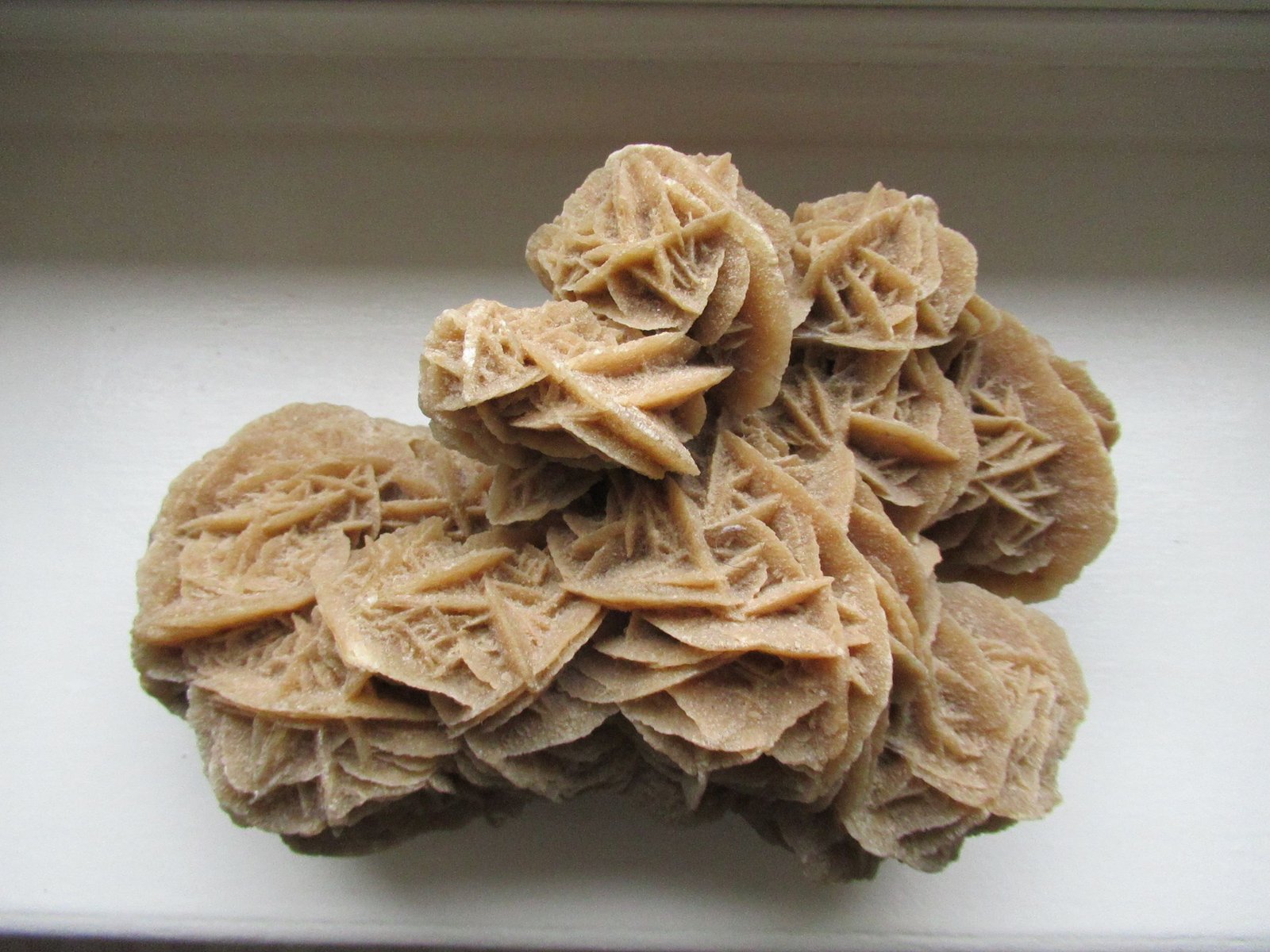 Rose des sables du désert