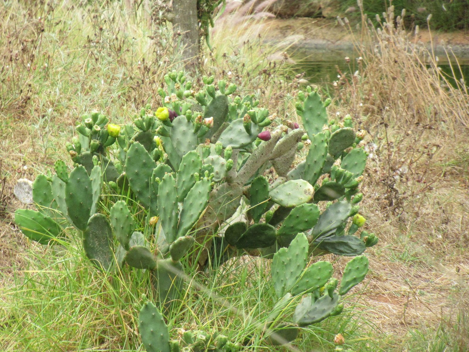Cactus au zoo de Rabat au Maroc