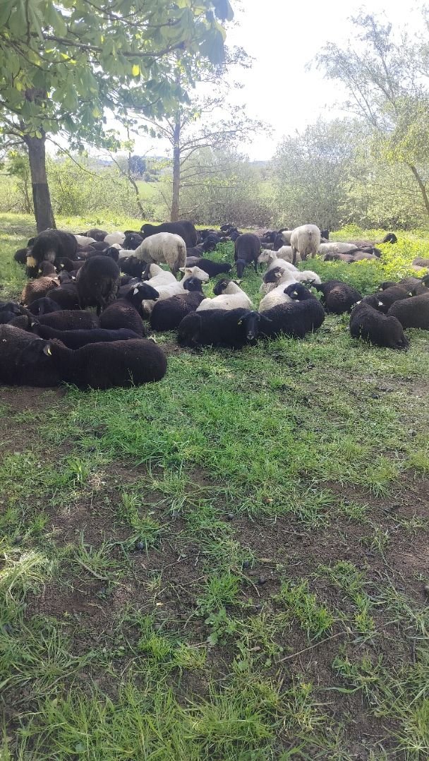 Moutons, photo gratuite
