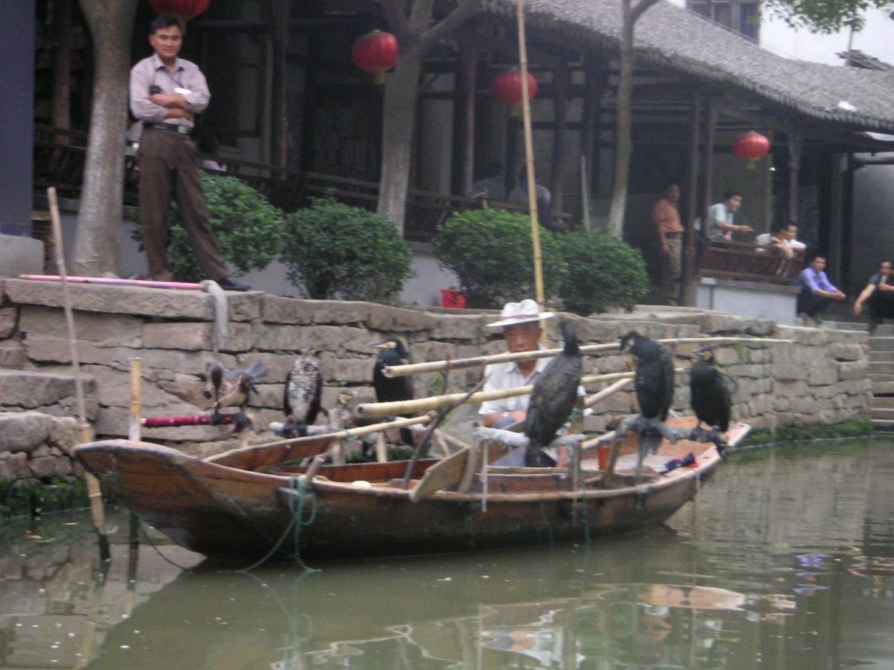 Grands cormorans suspendus dans la barque traditionnelle chinoise le long du canal dans la ville aquatique, Asie photo gratuite