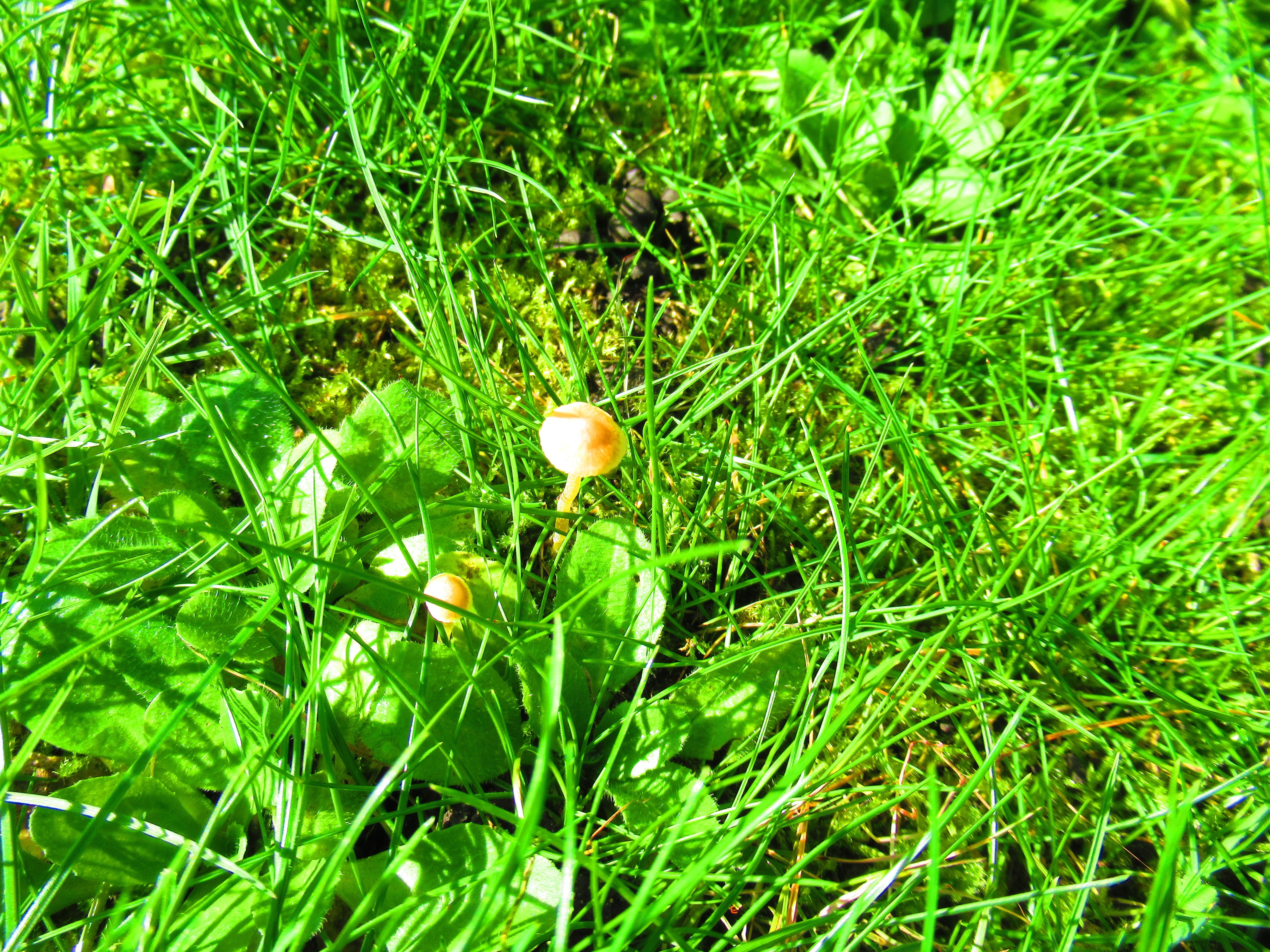 Petit champignon blanc dans l'herbe