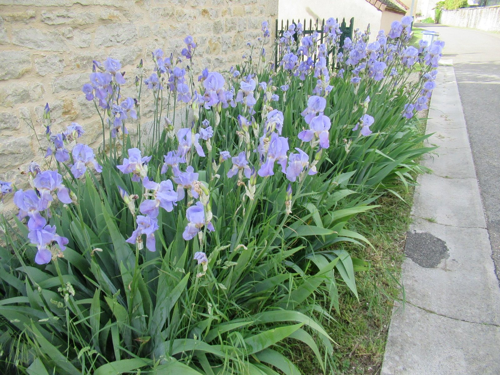 Plants d'Iris violets au bord d'une maison