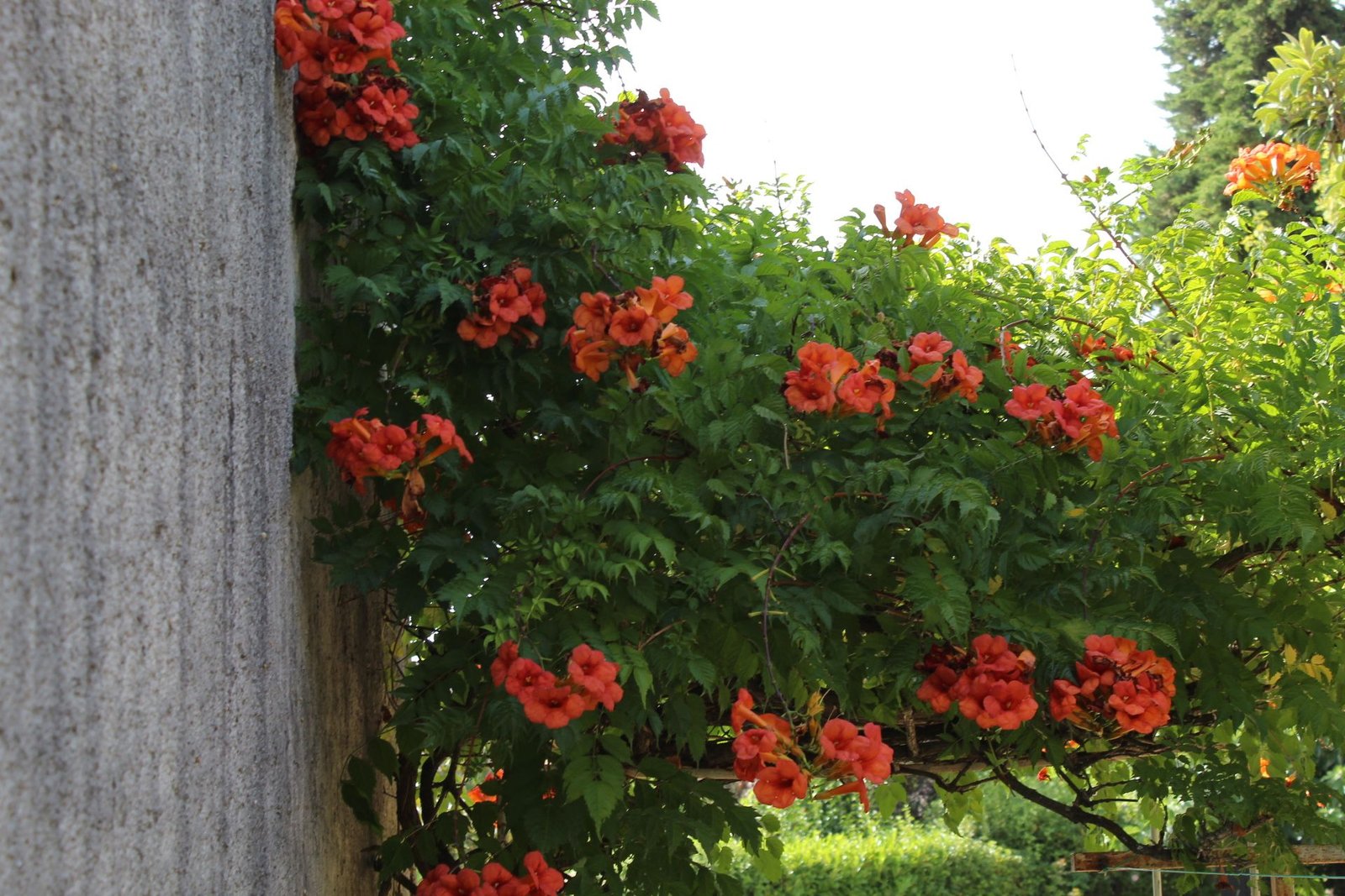 Trompette de Virginie, Campsis radicans