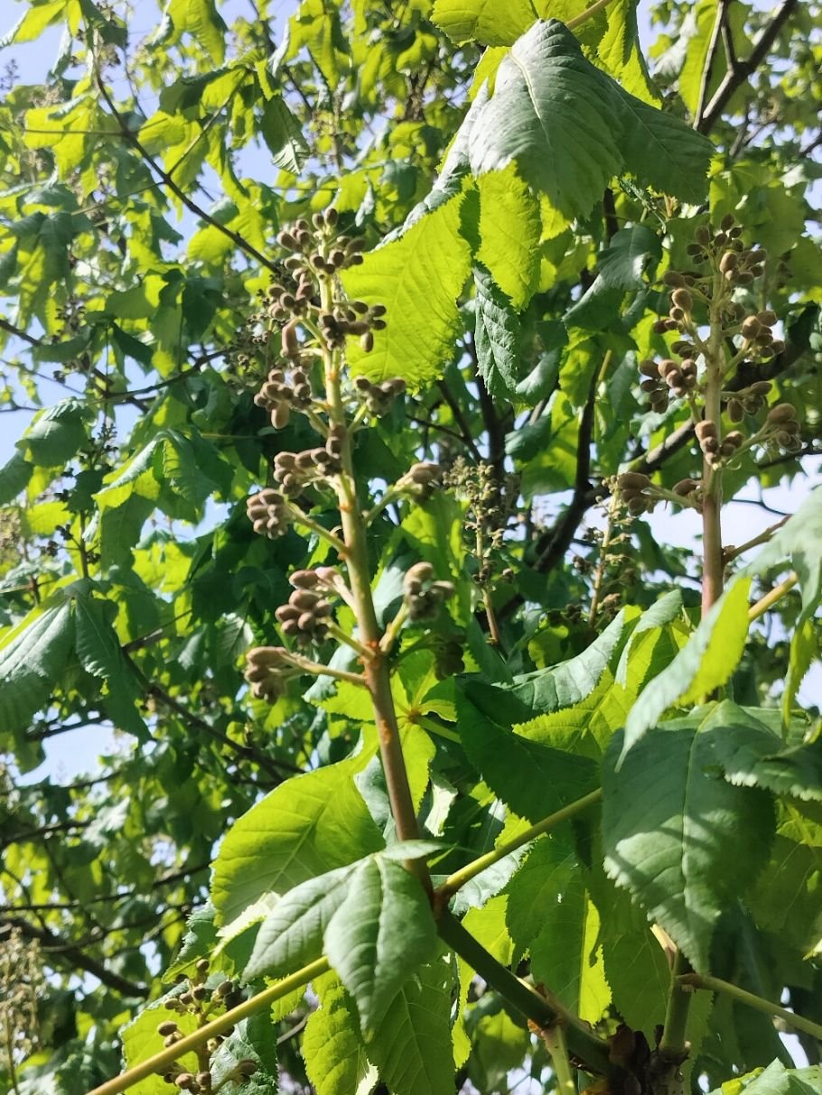 Bourgeons du marron d'Inde