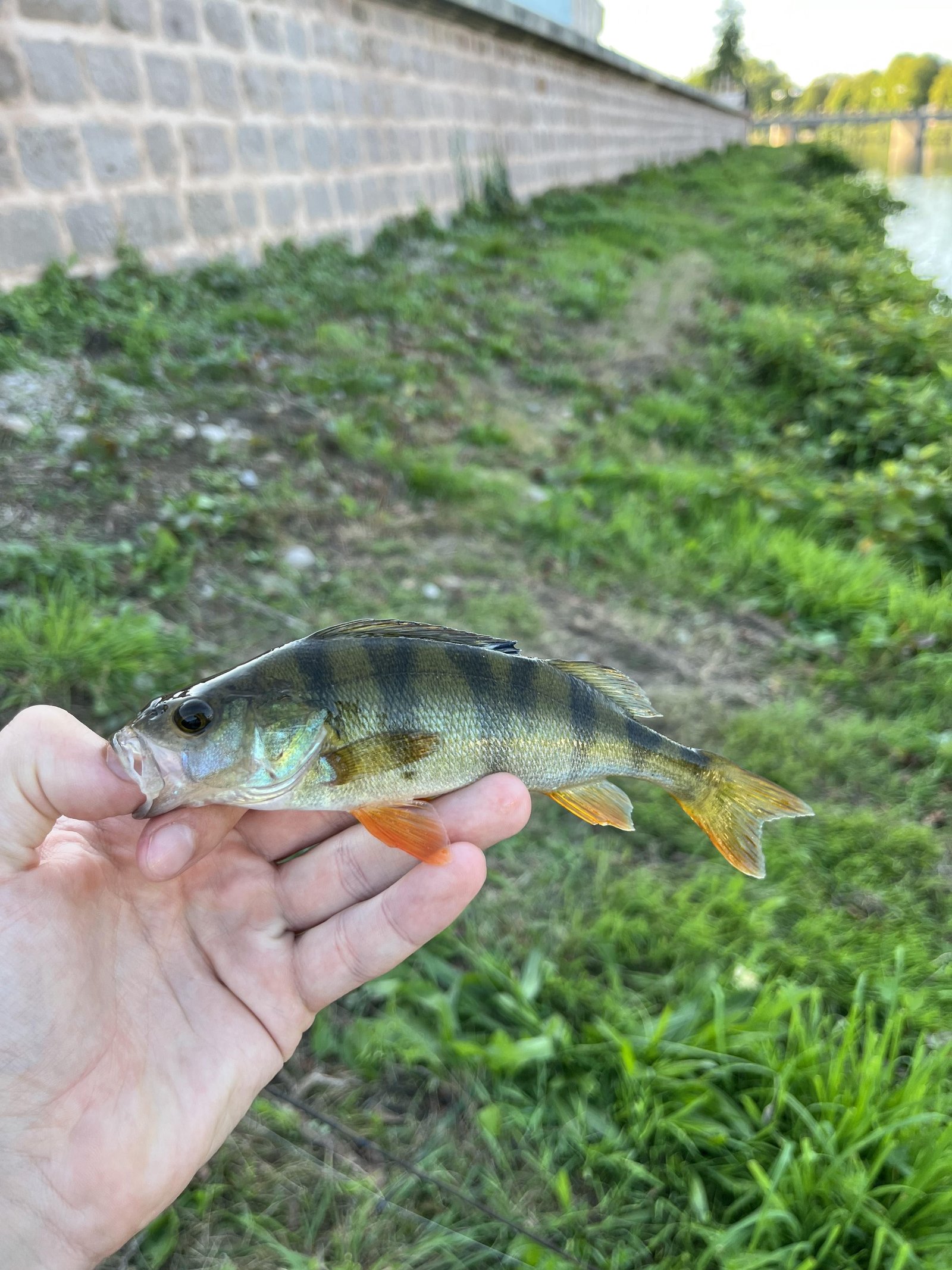 Main tenant une Perche Commune