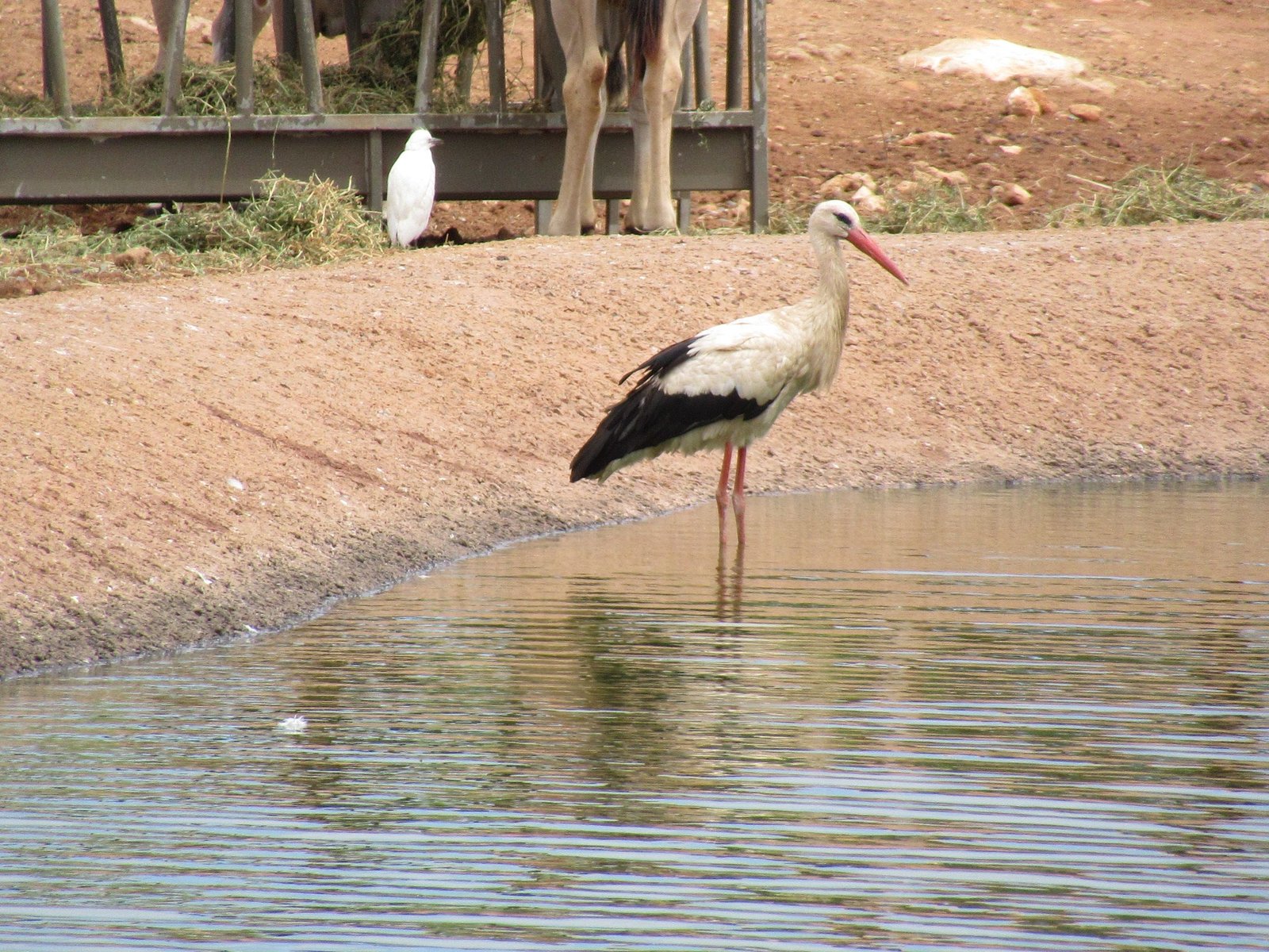 Cigogne blanche du zoo de Rabat au Maroc photo gratuite