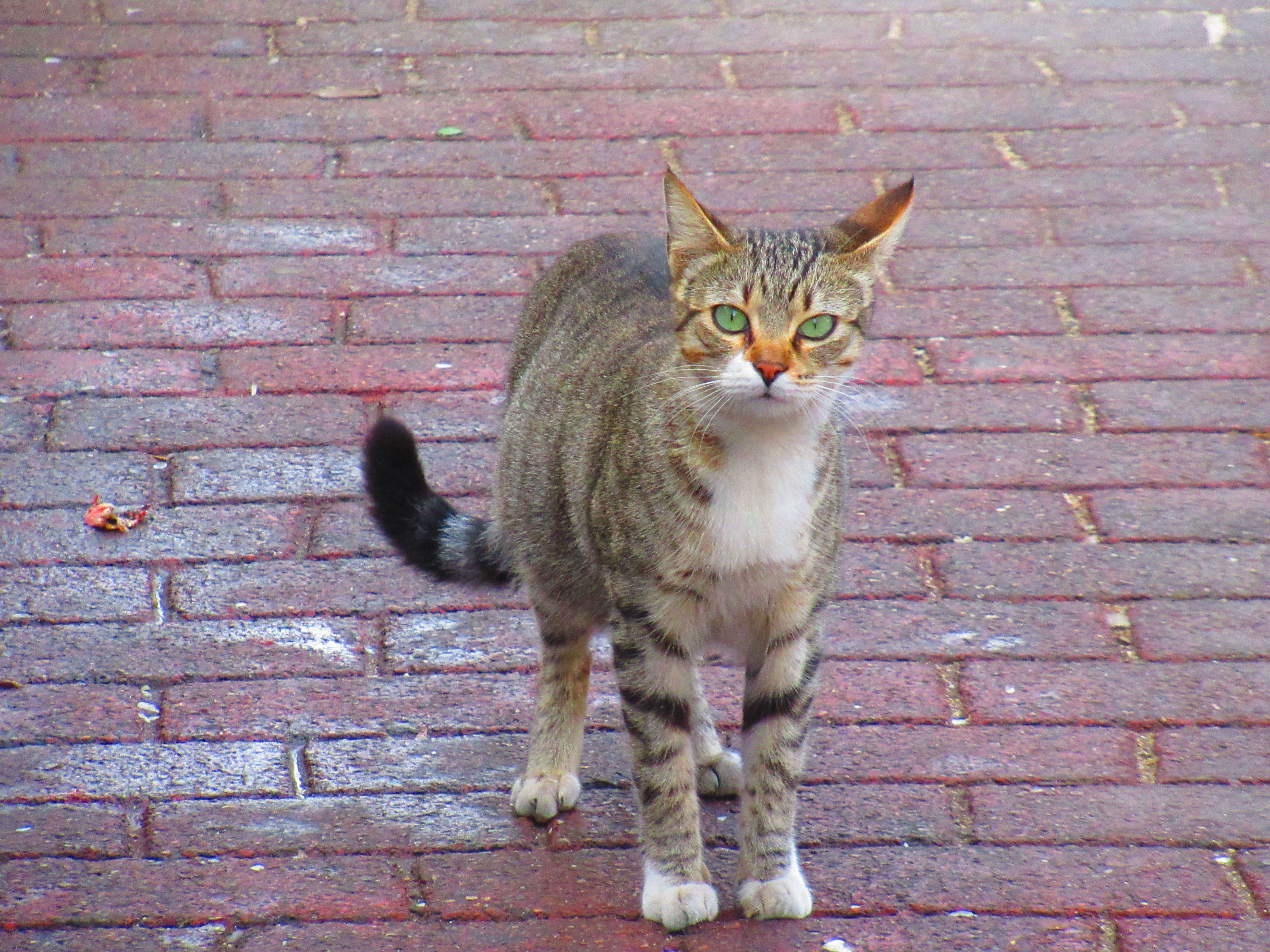 Petit chat yeux vert qui regarde