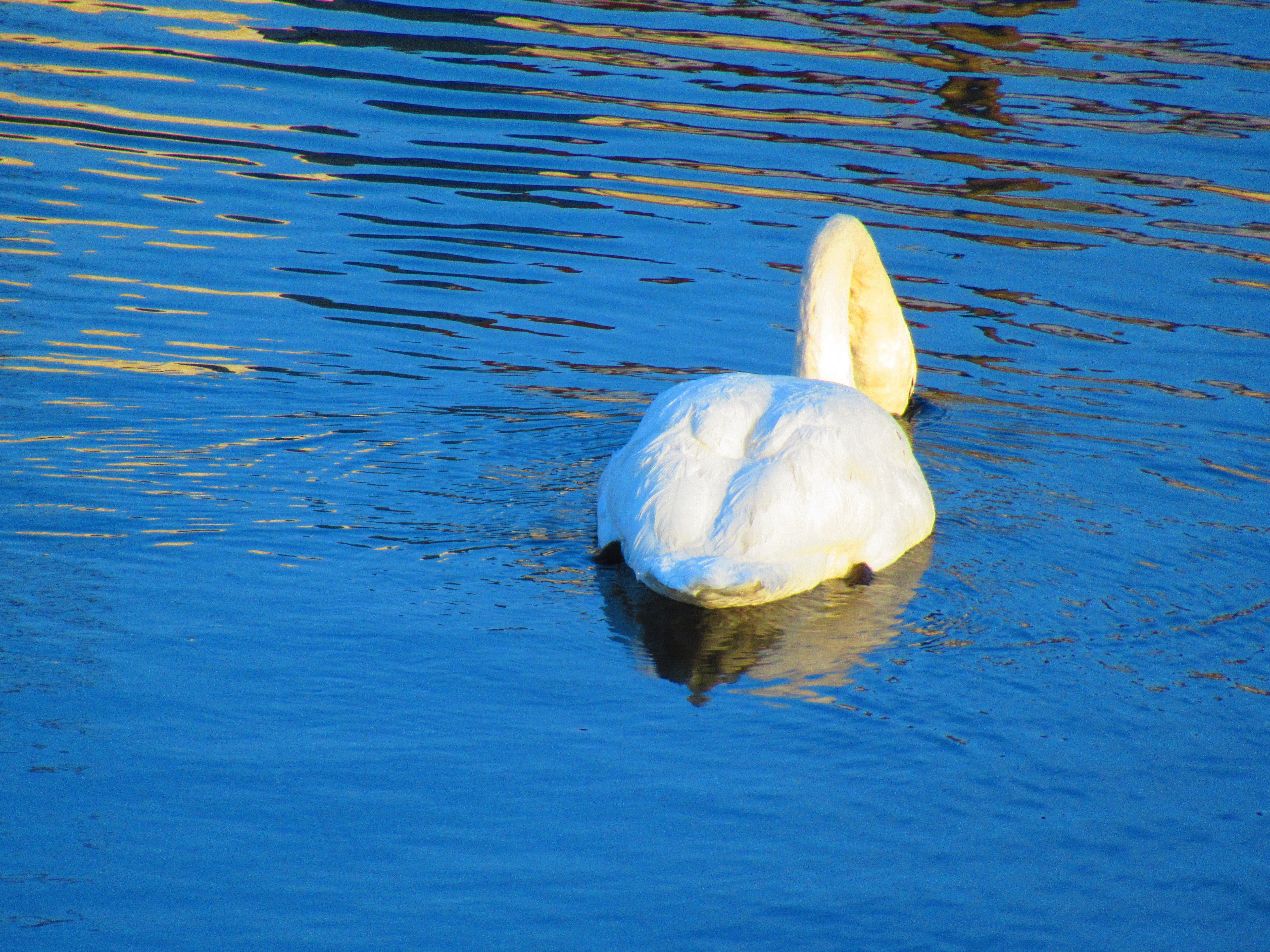 Cygne