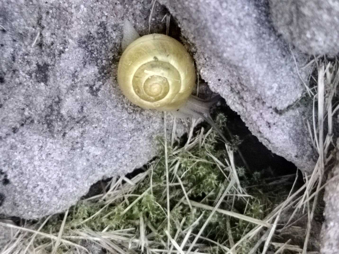 Escargot de jardin, photo gratuite