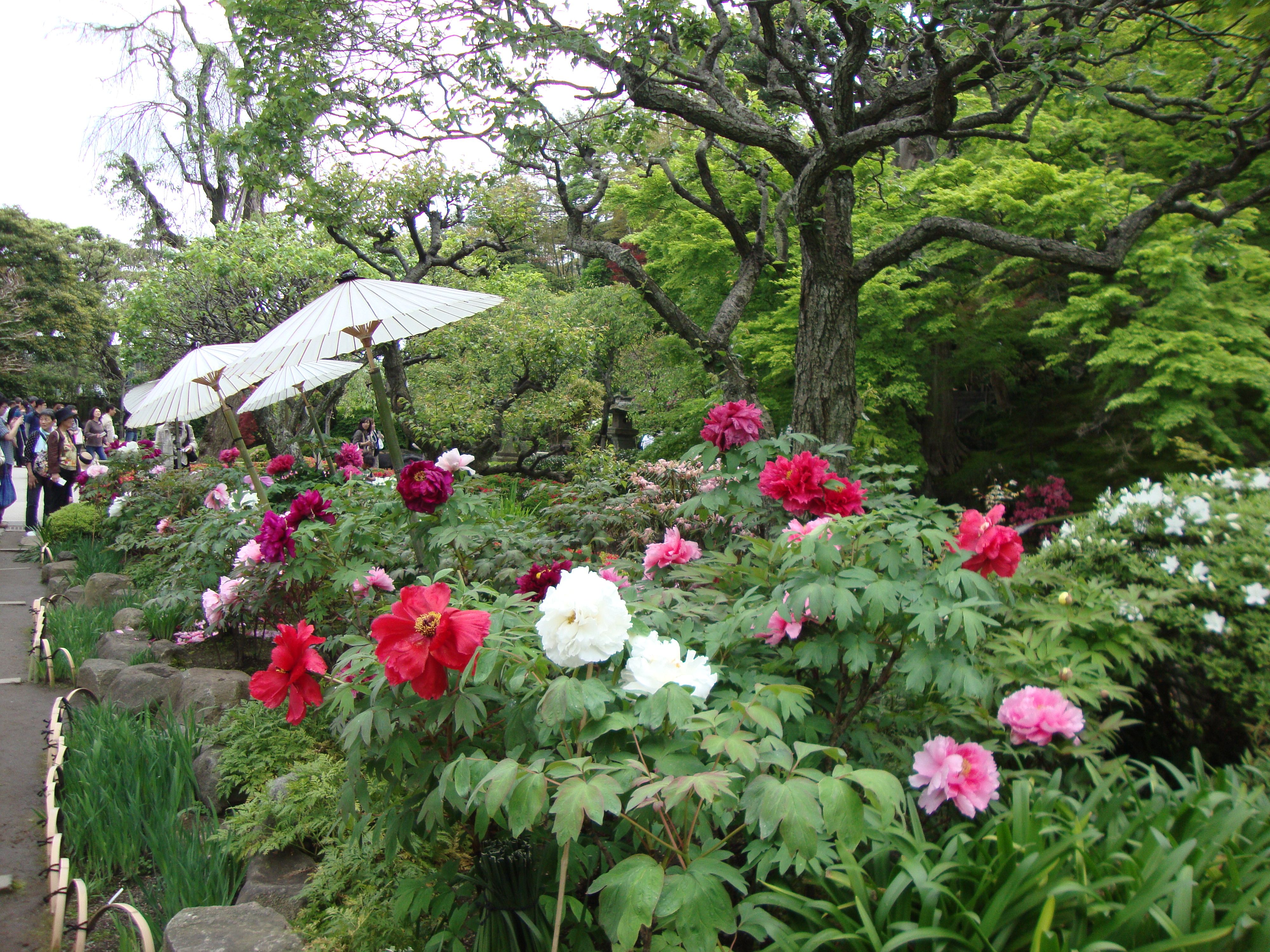Jardin japonais fleuri de pivoines avec des ombrelles traditionnelles photo gratuite