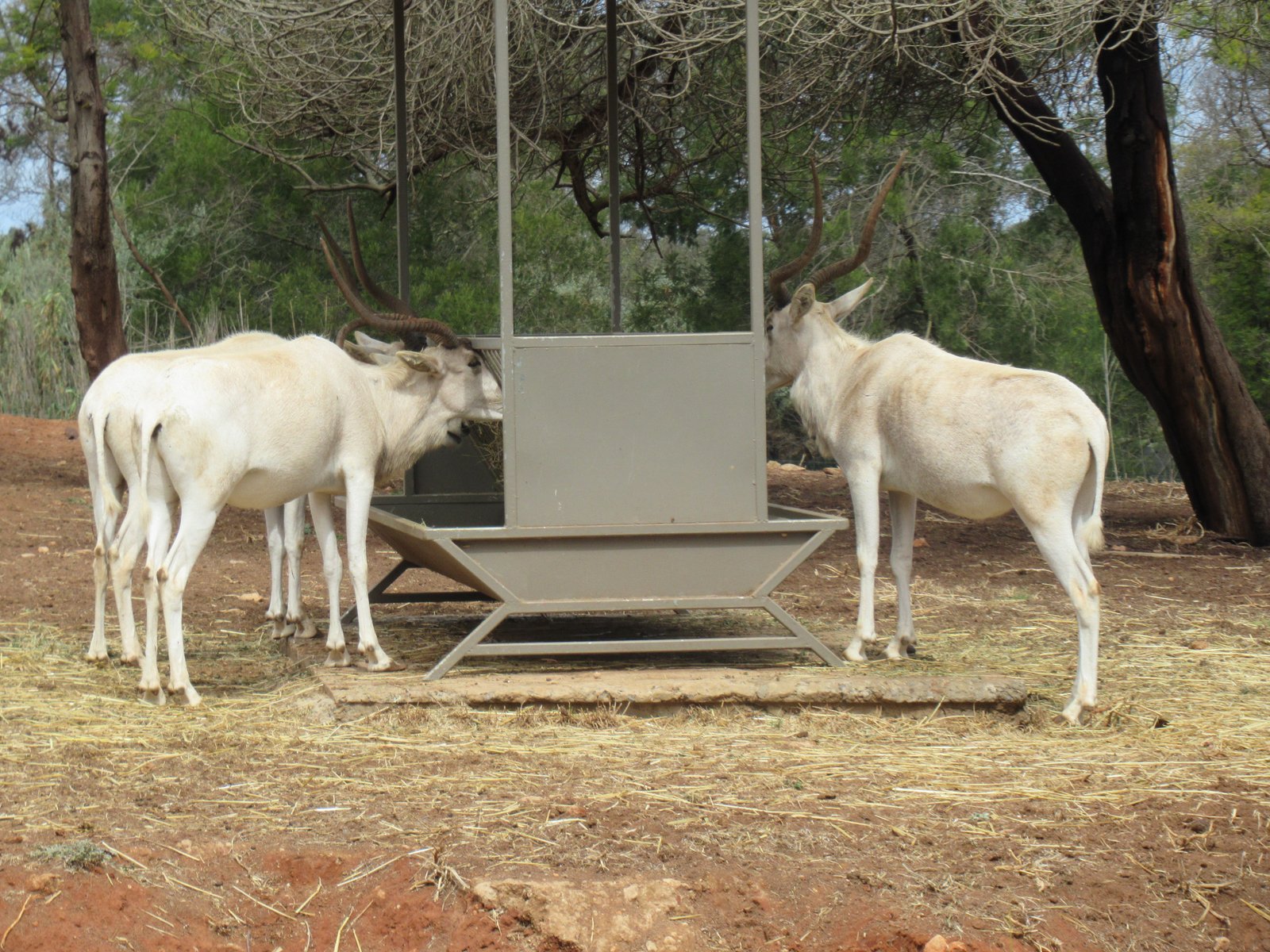 Deux addax buvant à l'abreuvoir du zoo de Rabat au Maroc