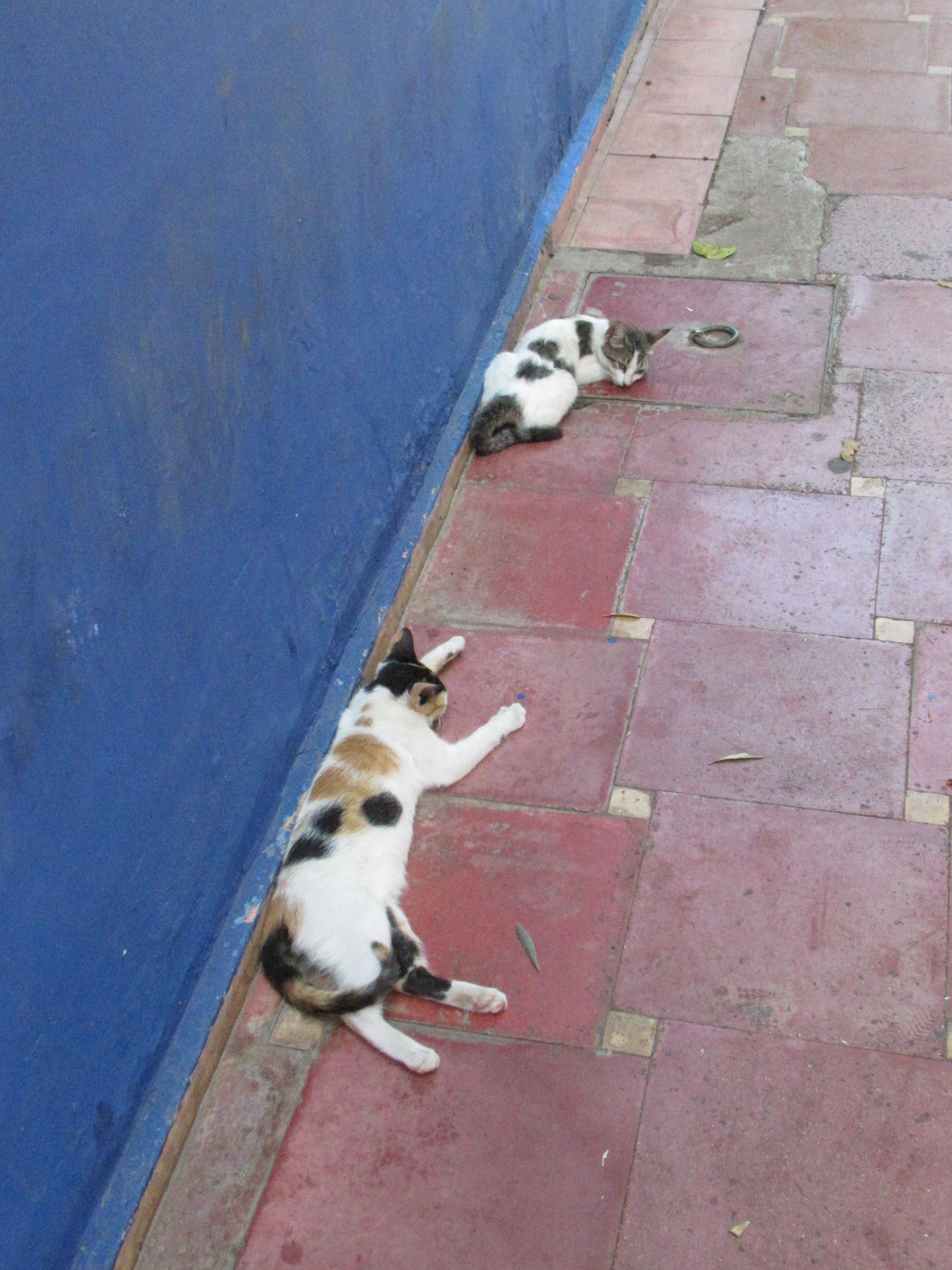Deux chats Calico allongés sur le ventre