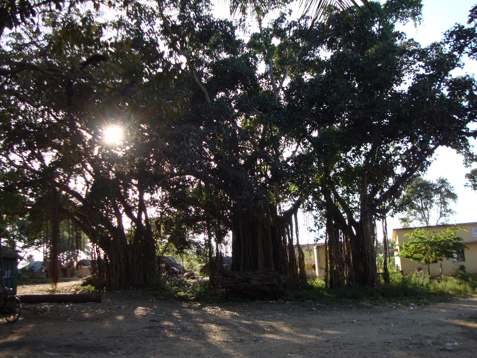Un Banian, arbre national de l'Inde, photo gratuite