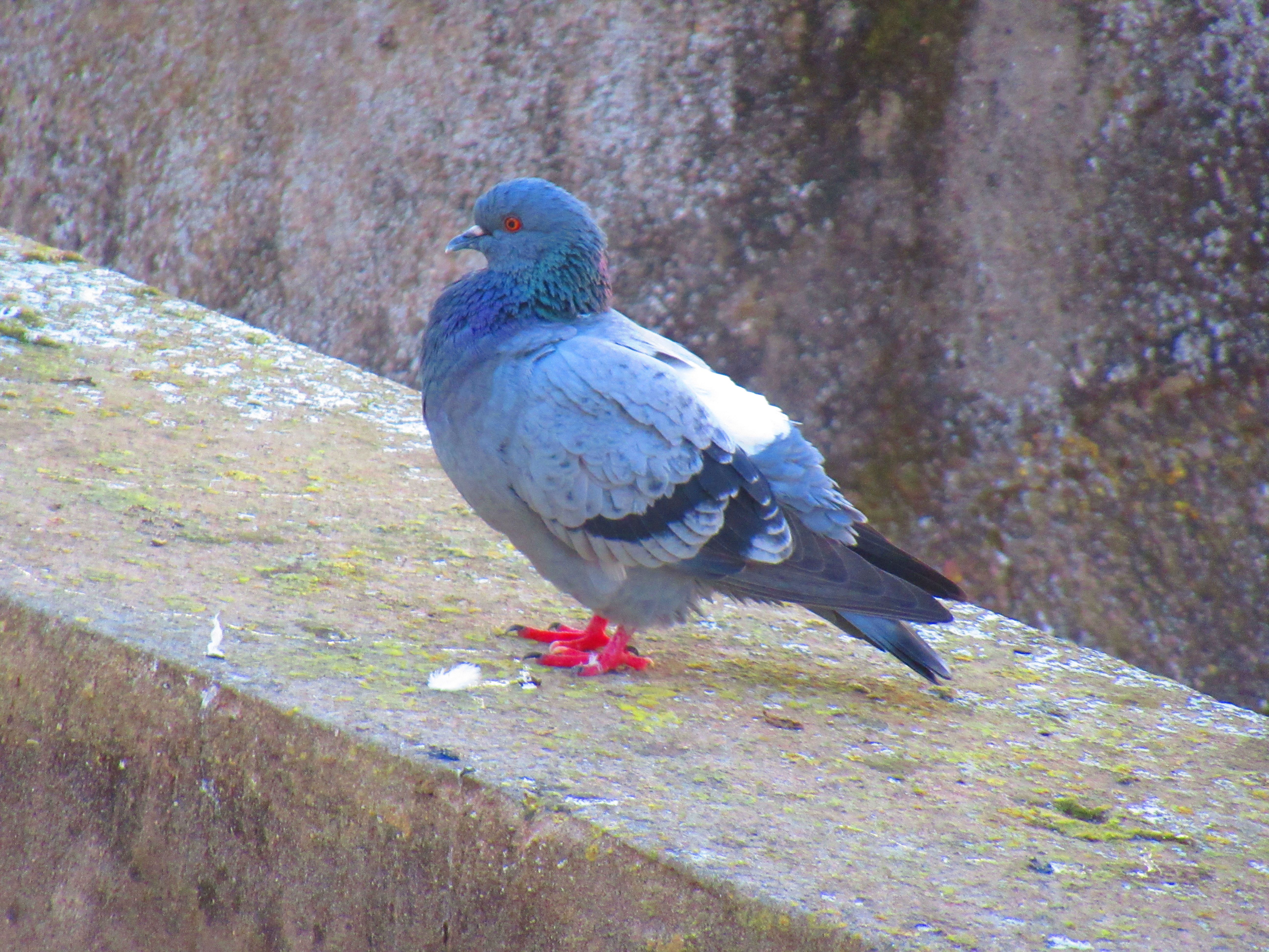 Pigeon