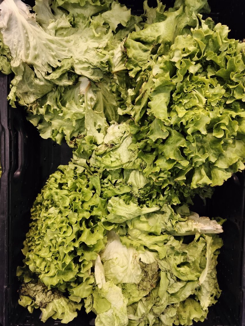 Feuilles vertes de salade