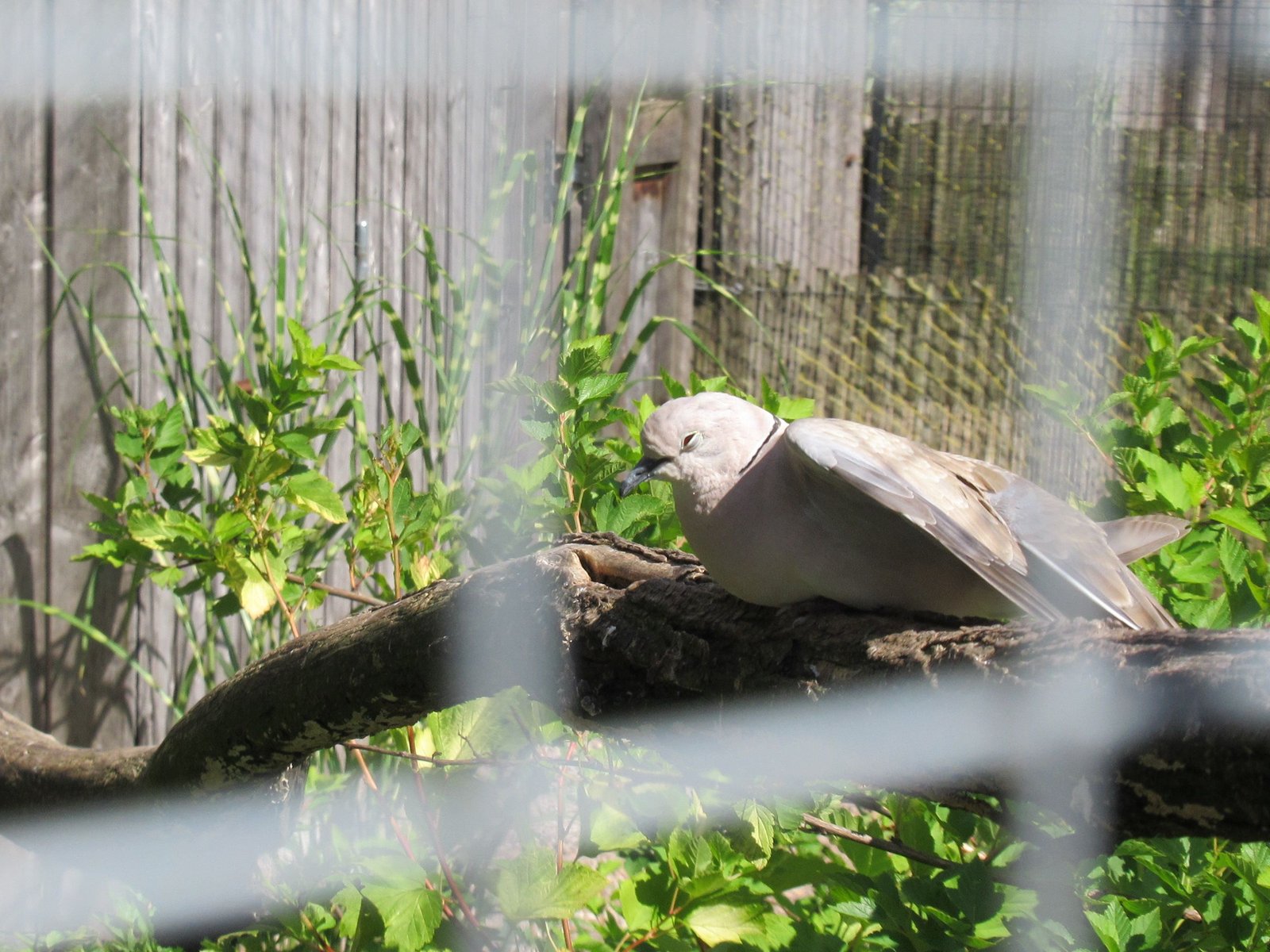 tourterelle turque de couleur claire dans un jardin