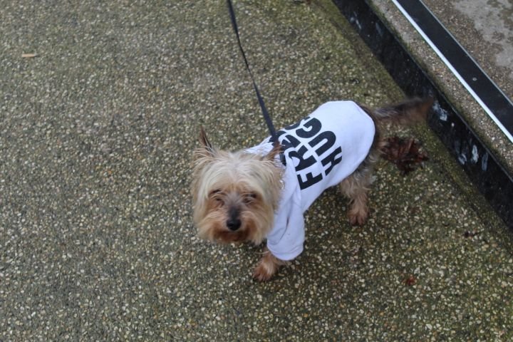 Chien Yorkshire portant un t-shirt CÂLIN GRATUIT « FREE HUG » photo gratuite