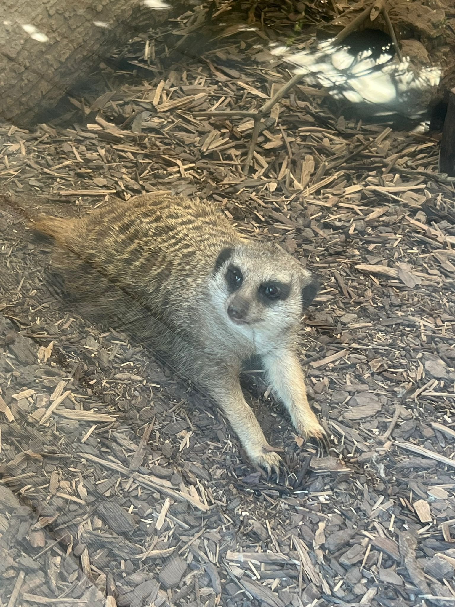 Suricate, Zoo d'Amneville, Moselle, Lorraine, photo gratuite