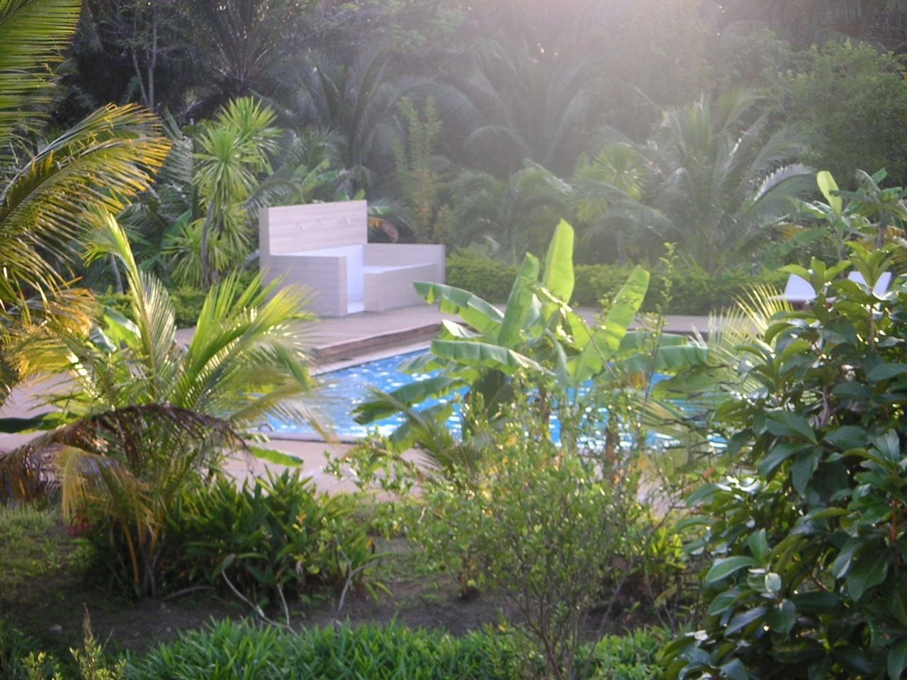 Une piscine entourée de végétation dense, notamment des palmiers, photo gratuite