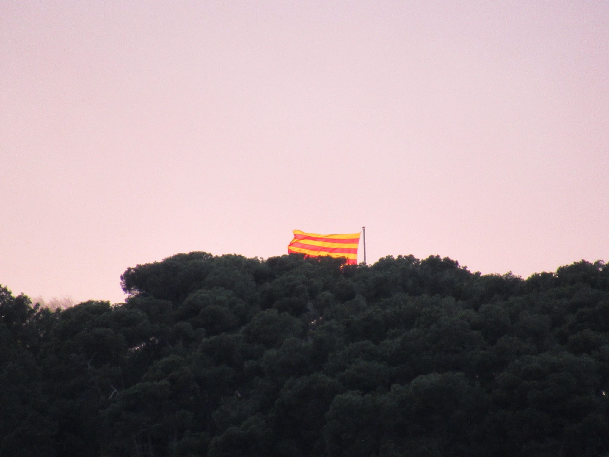 Drapeau de la Catalogne brandissant derrière les grands arbres photo gratuite - Flagge von Katalonien weht hinter hohen Bäumen, kostenloses Foto