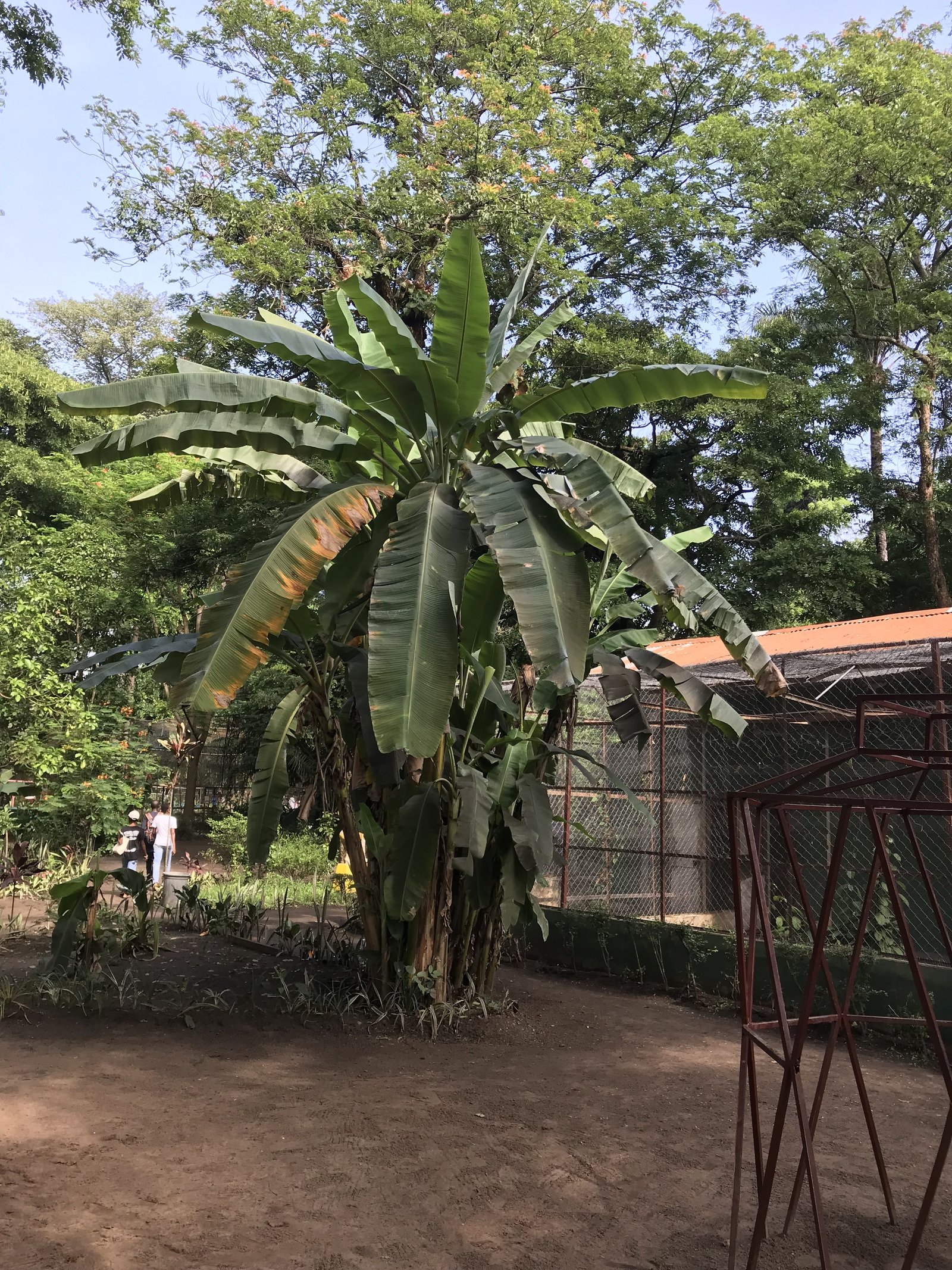 Des bananiers photo gratuite