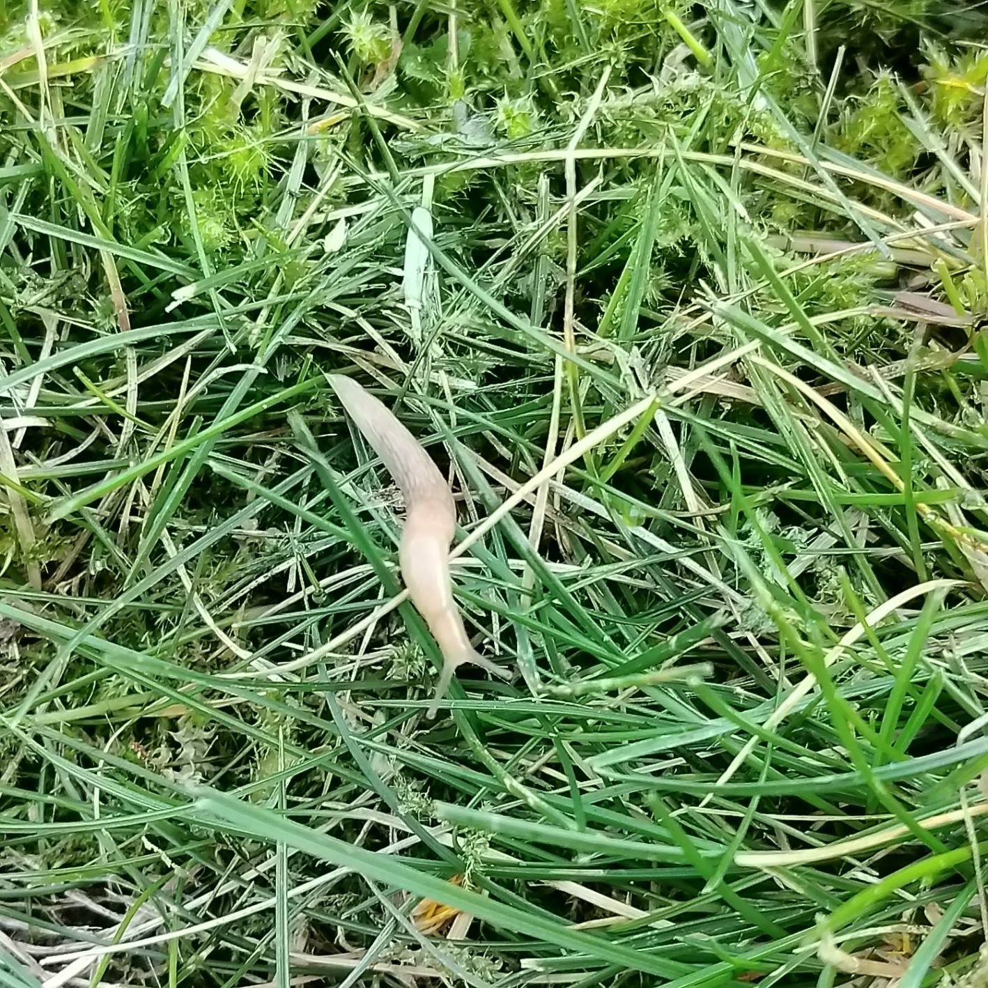 Limace grise sur de l'herbe verte