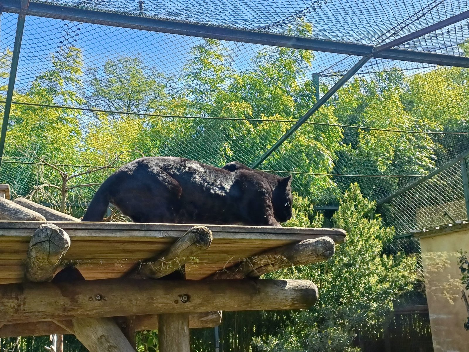 Panthère dans le Zoo d'Amneville, Lorraine, Moselle, photo gratuite