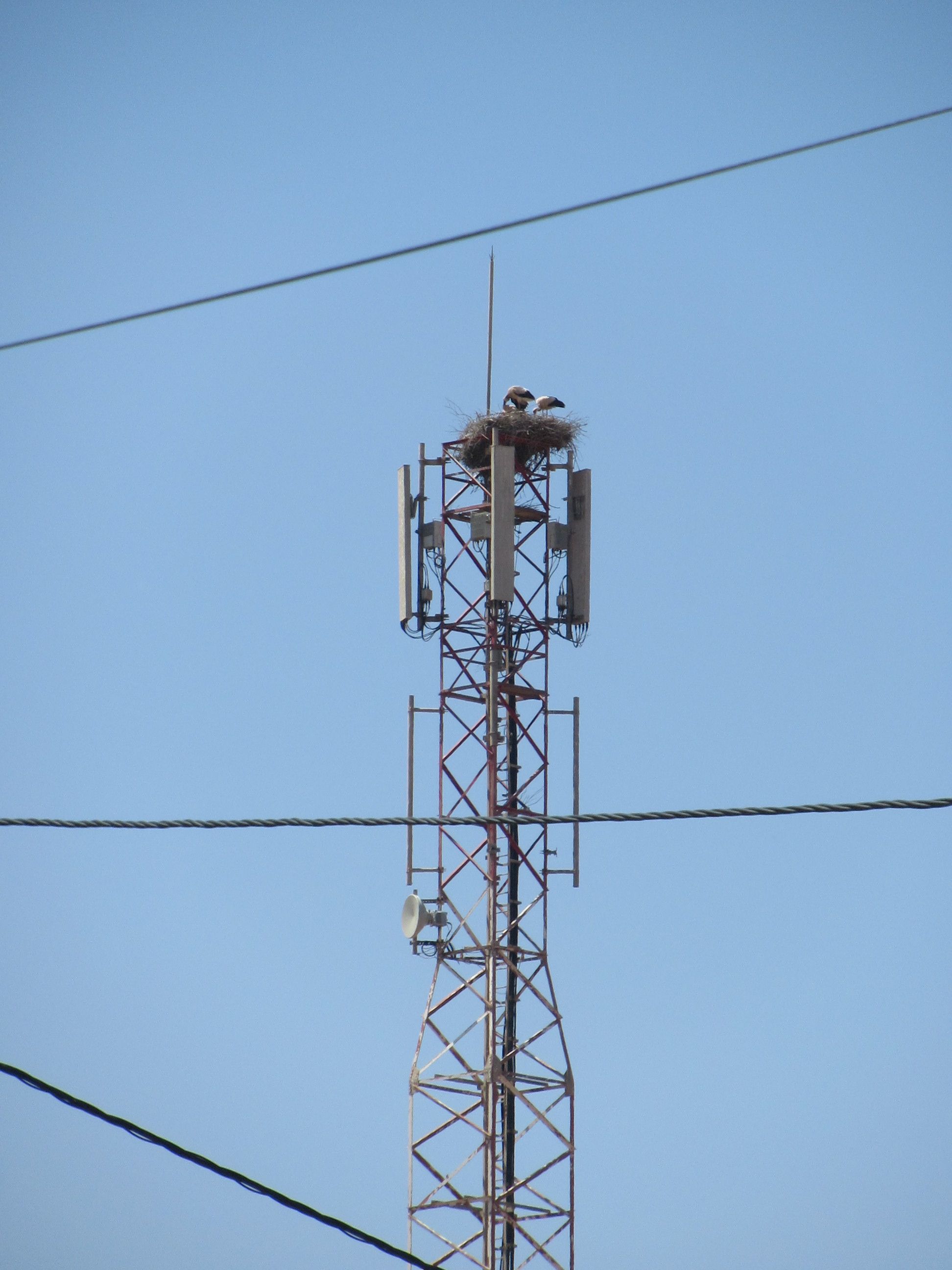 Antenne relais avec nid de cigognes