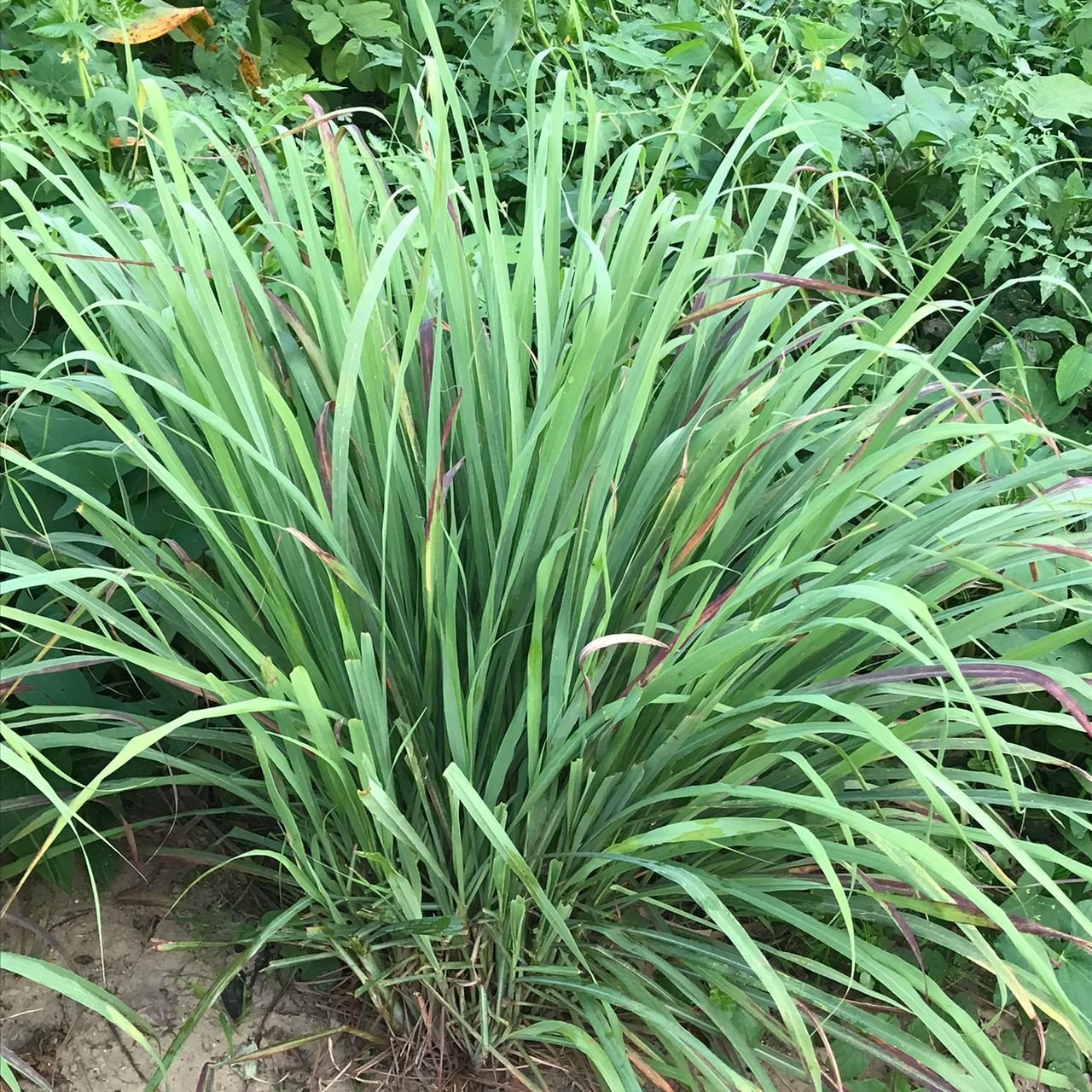Citronnelle fraîche cultivée en extérieur photo gratuite
