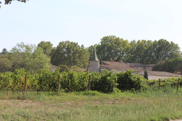 Un champ de vigne dans une campagne photo gratuite