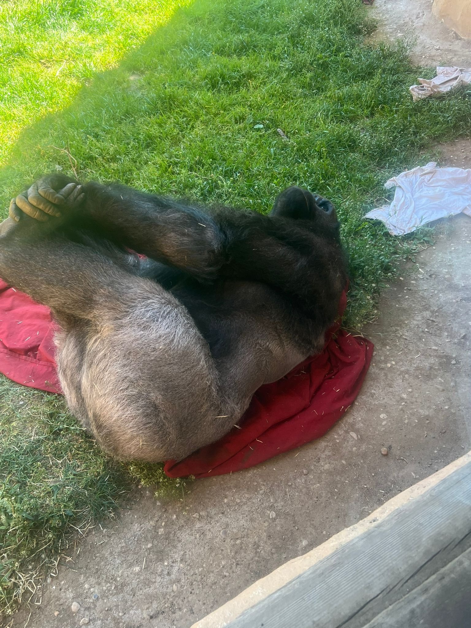 Gorille se reposant sur de l'herbe, Zoo d'Amnéville, Moselle, Lorraine, photo gratuite