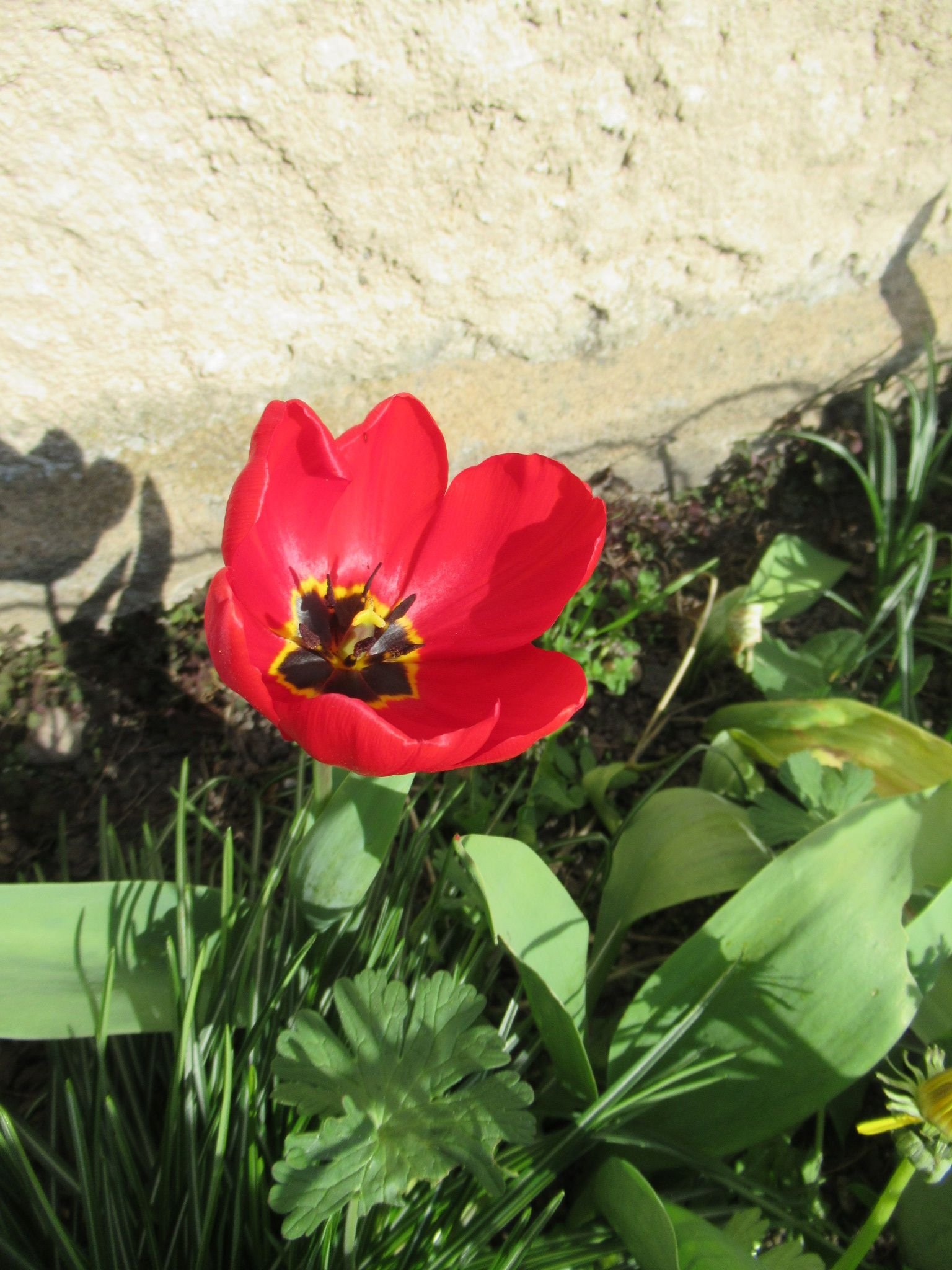 Tulipe rouge, fleur, photo gratuite