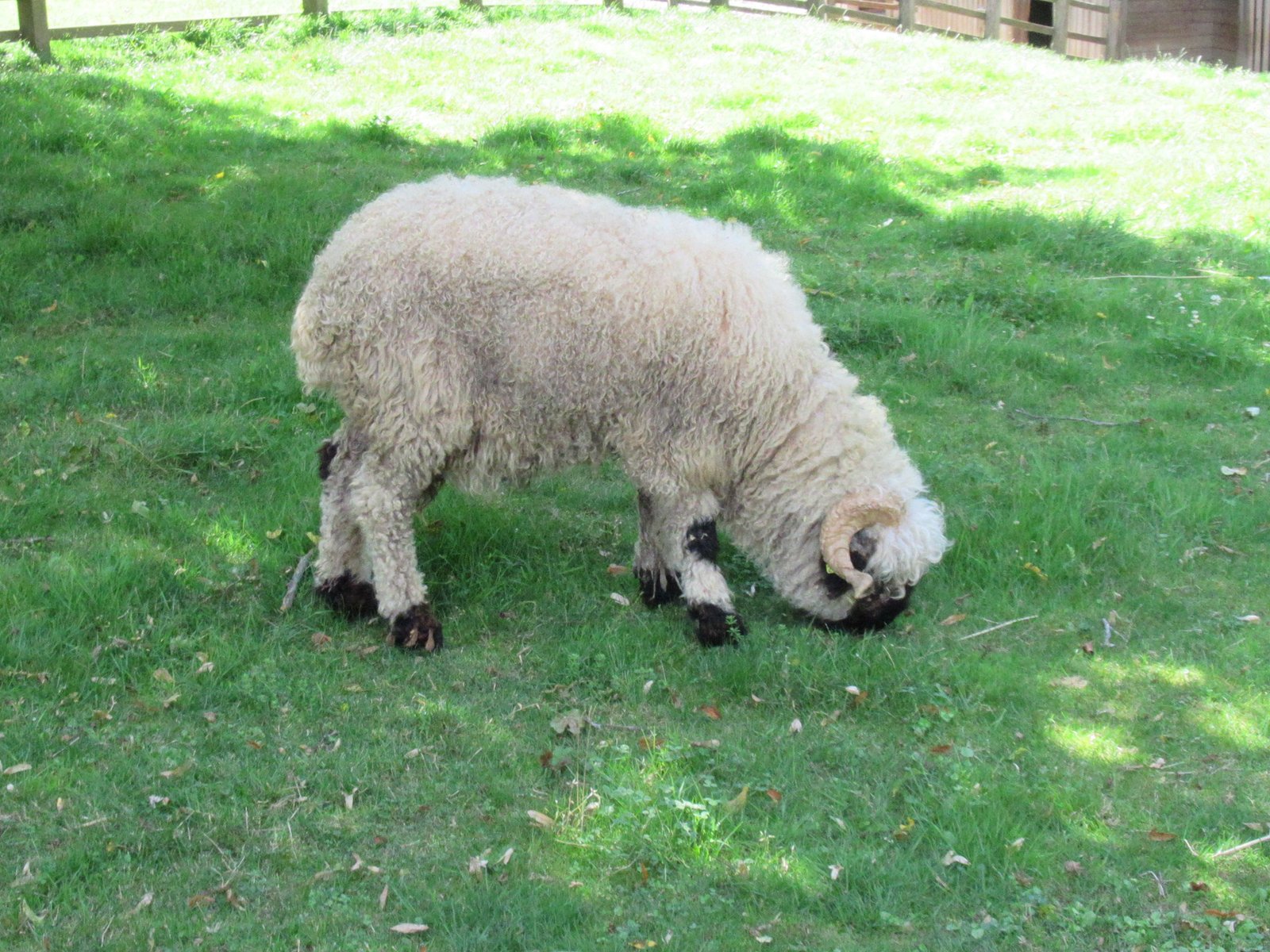 Mouton nez noir du Valais